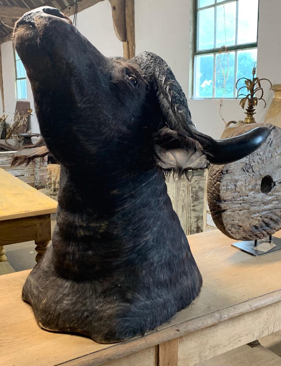 cape buffalo mount for sale