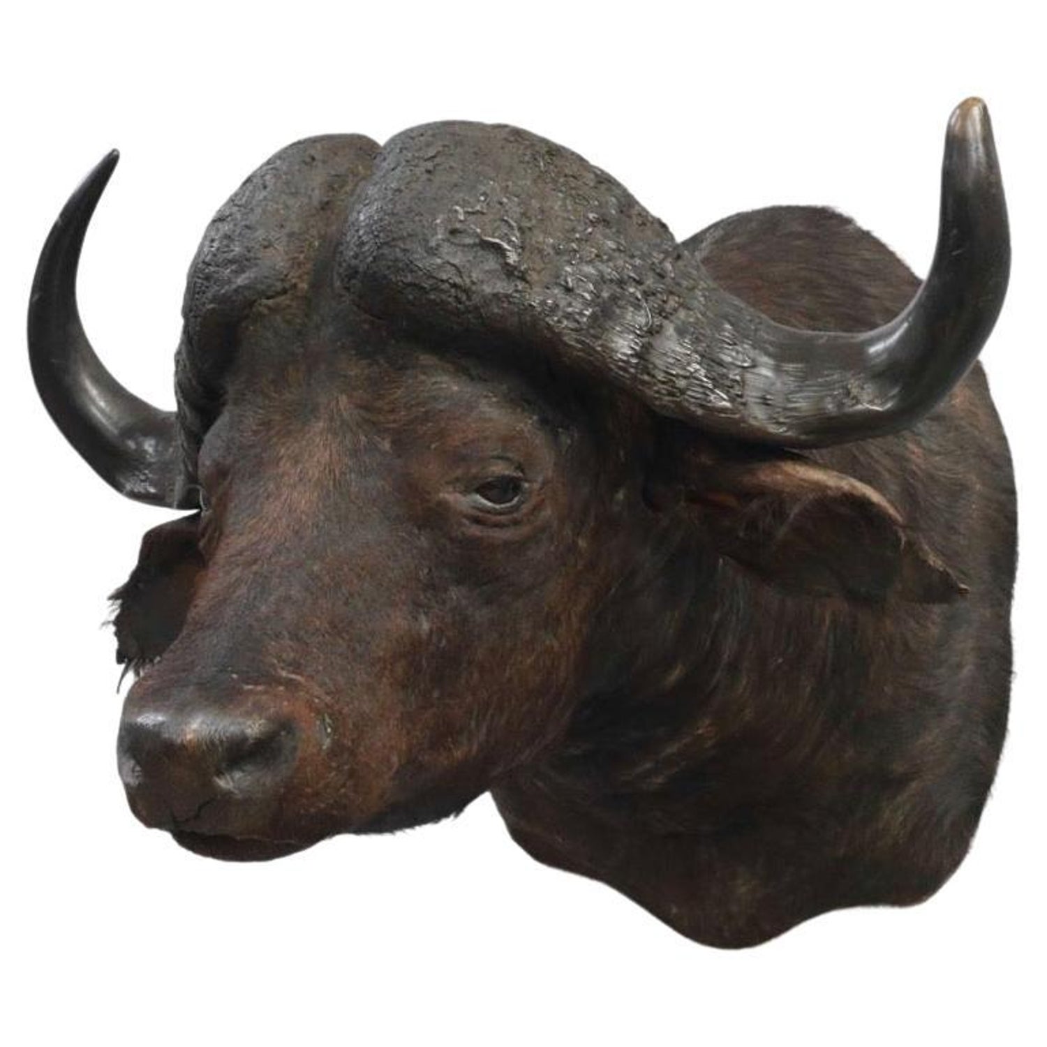 Large Cape Buffalo Taxidermy Shoulder Mount For Sale at 1stDibs