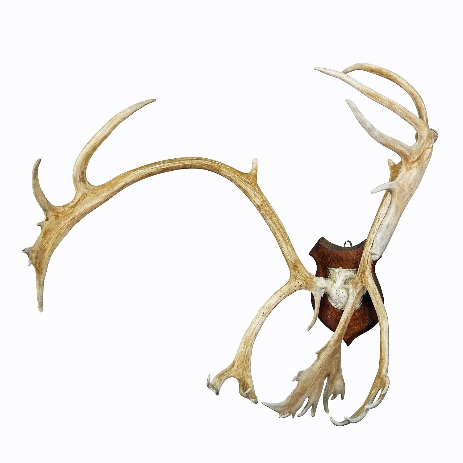 Large Caribou Antler Skull Mount Taxidermy Cabin Decor Skull Antlers
Item e7355
A great antique caribou (Rangifer tarandus) trophy on a wooden plaque. The trophy was shot around 1900. A great fit to your rustic cabin decoration. Very good