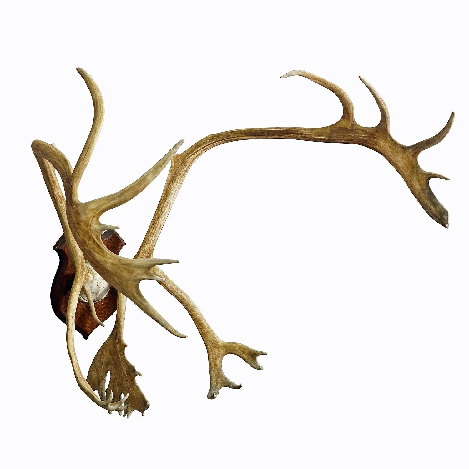 Black Forest Large Caribou Antler Skull Mount Taxidermy Cabin Decor Skull Antlers For Sale