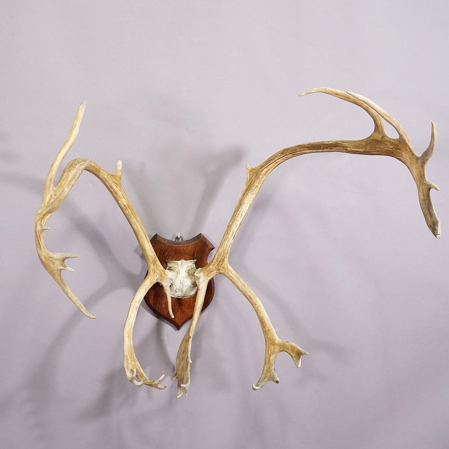 German Large Caribou Antler Skull Mount Taxidermy Cabin Decor Skull Antlers For Sale