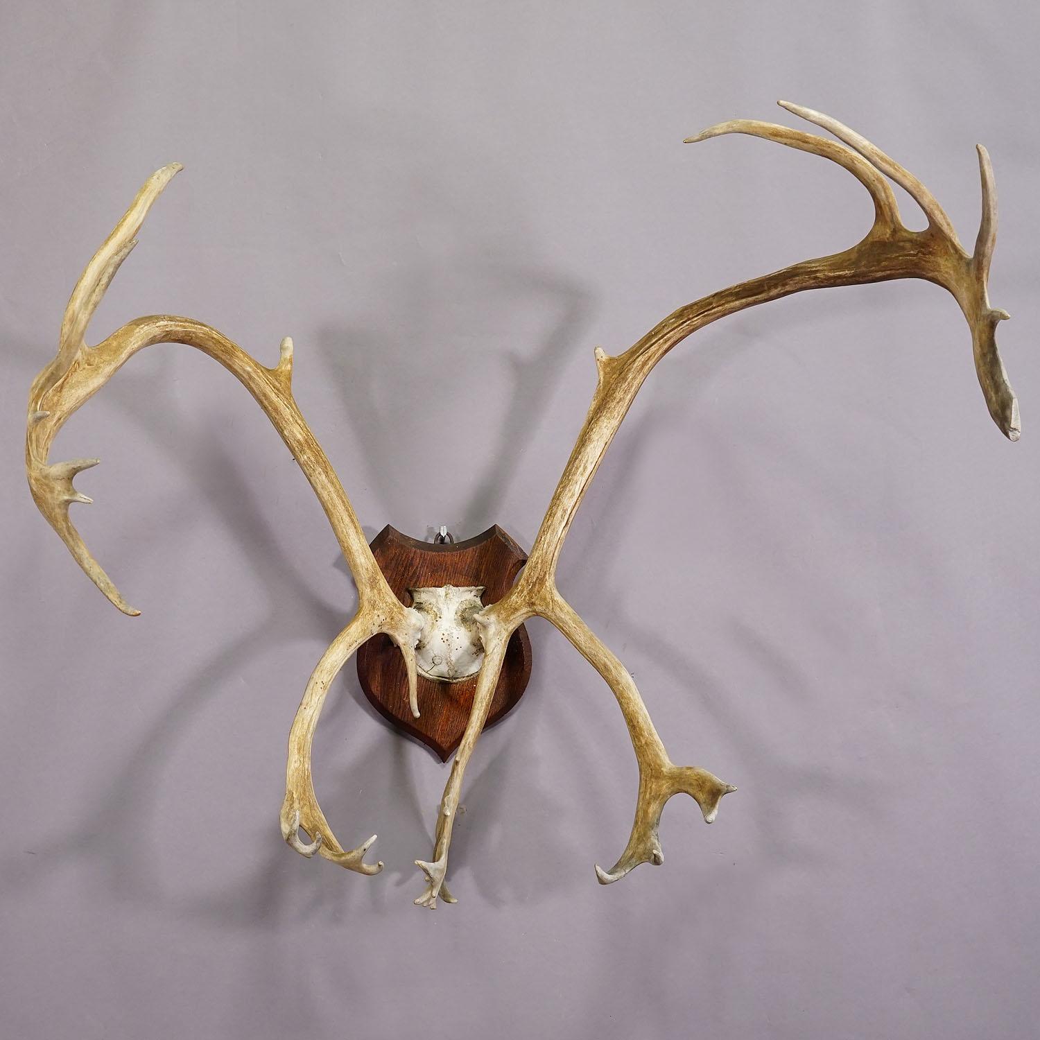 Large Caribou Antler Skull Mount Taxidermy Cabin Decor Skull Antlers In Good Condition For Sale In Berghuelen, DE