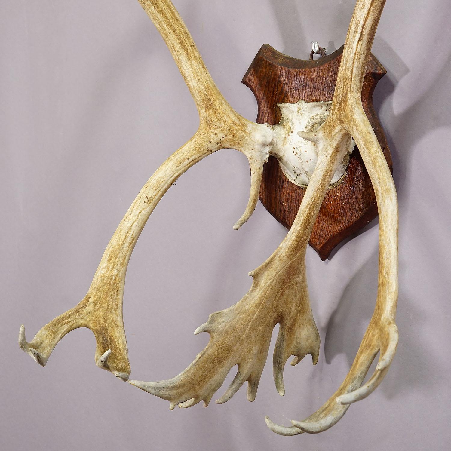 Large Caribou Antler Skull Mount Taxidermy Cabin Decor Skull Antlers For Sale 1
