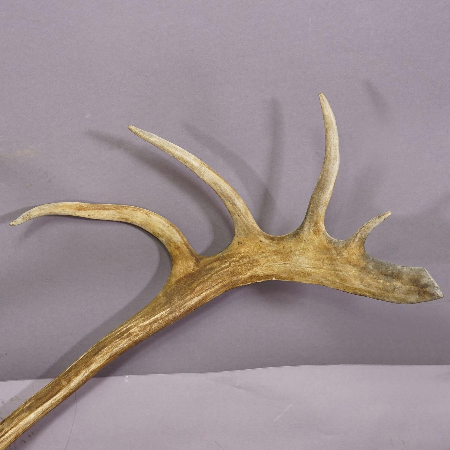 Large Caribou Antler Skull Mount Taxidermy Cabin Decor Skull Antlers For Sale 2