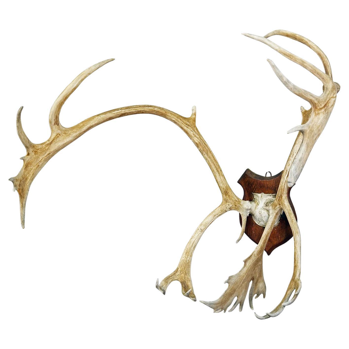 Große Caribou Geweih- Totenkopfhalterung Taxidermy Cabin Decor Schädelgeweihe Geweih