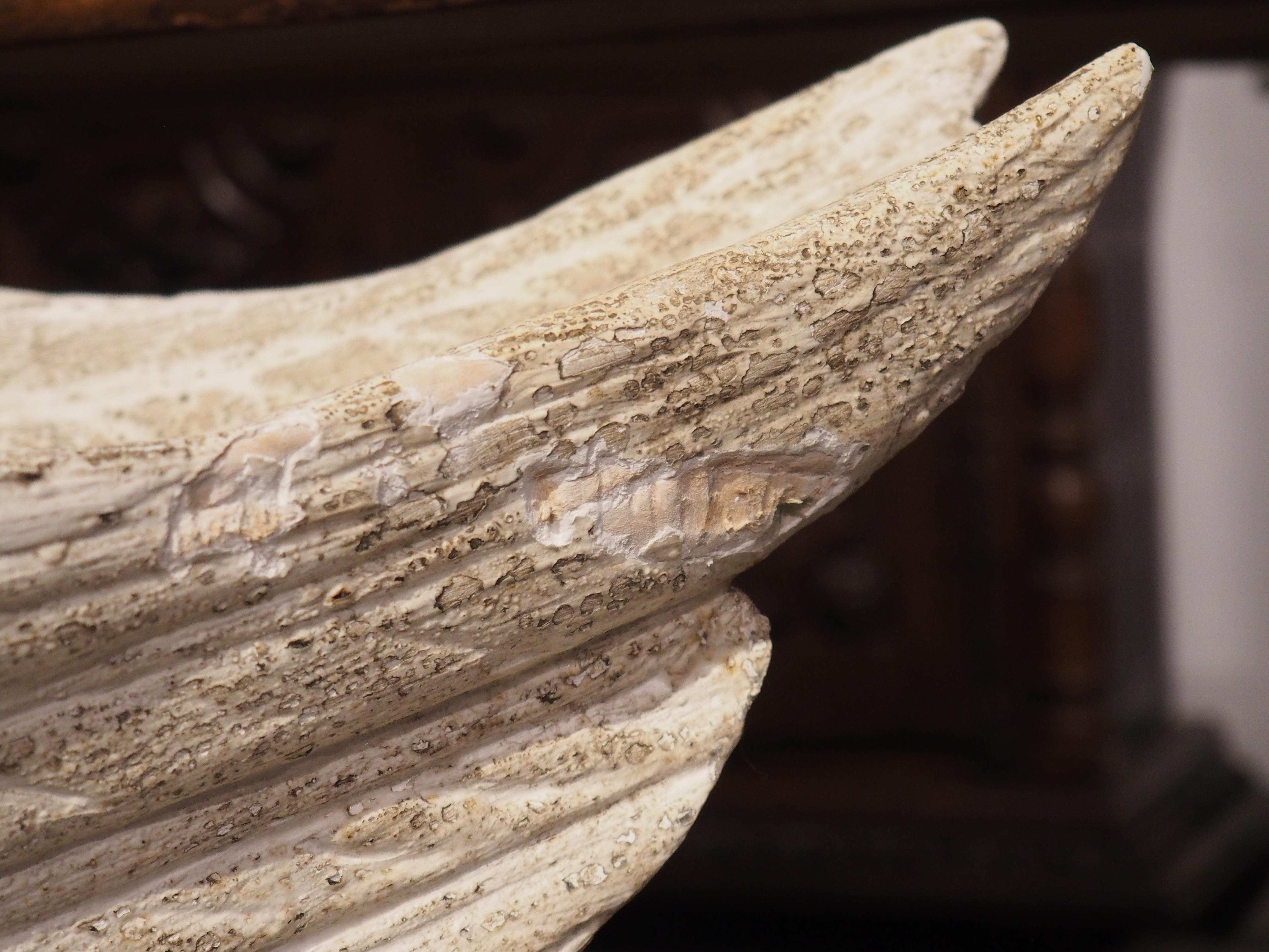 Hand carved in Italy, this large carved and white painted wooden swan planter is every bit as graceful as the actual bird it depicts. Based on the curved neck and downward pointing bill, this is most likely a mute swan, which is native to much of