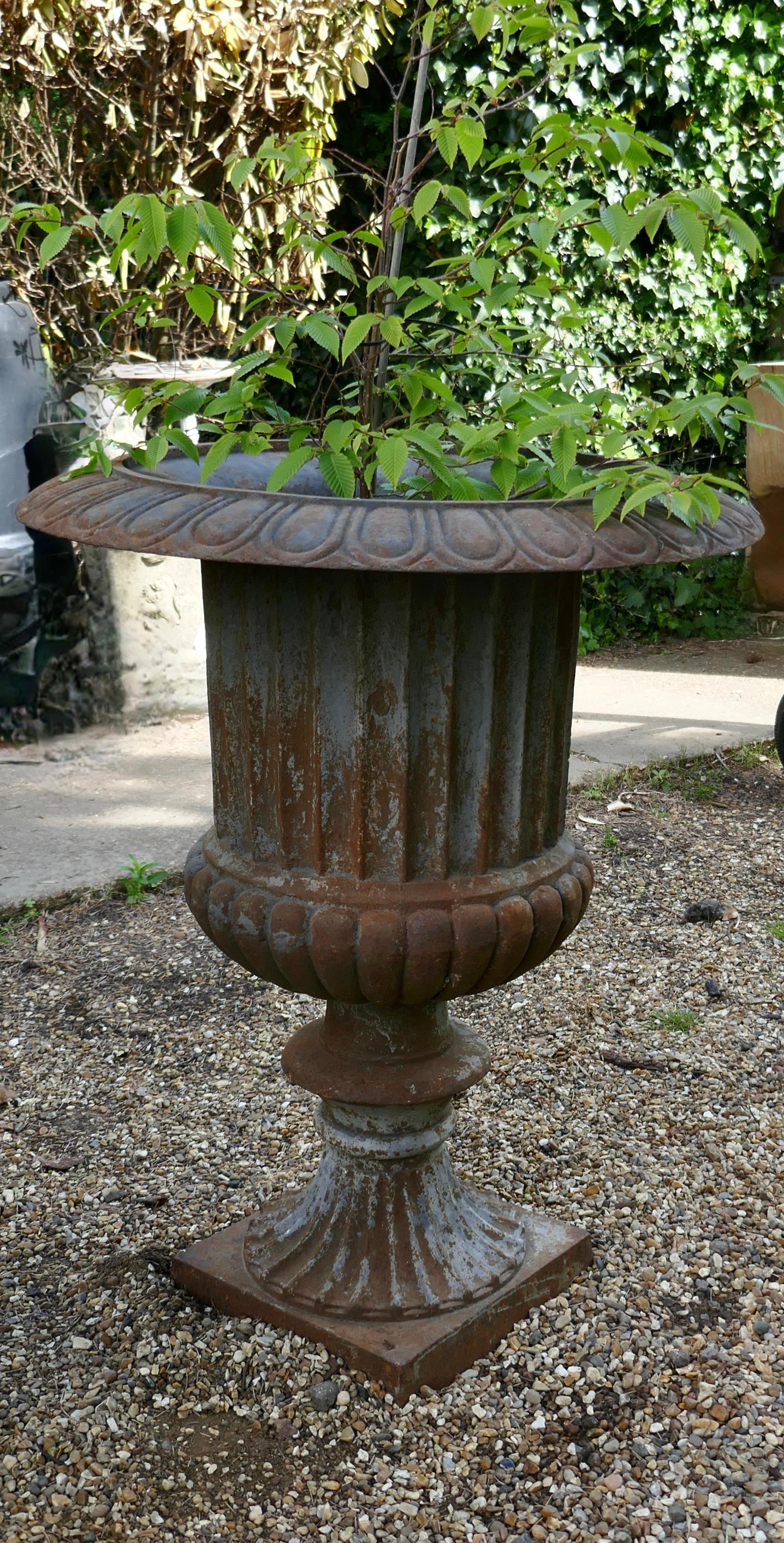 Large cast iron garden urn with distressed shabby paint 

This is a superb large cast iron urn, it has age worn paint, which has a slightly blue hue and looks very attractive 
The urn is sound, it does let some light through in one place but this