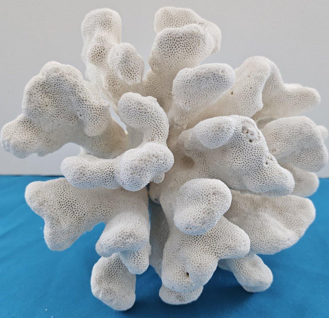Grand corail patte de chat, Stylophora Spécimen naturel (expédié uniquement aux États-Unis) Décor de plage en vente 2