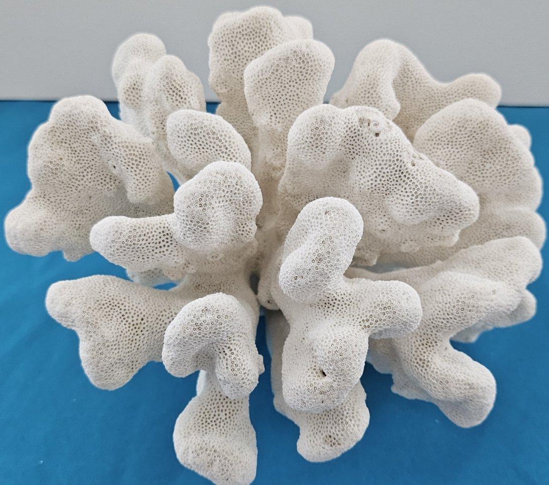 Grand corail patte de chat, Stylophora Spécimen naturel (expédié uniquement aux États-Unis) Décor de plage en vente 3