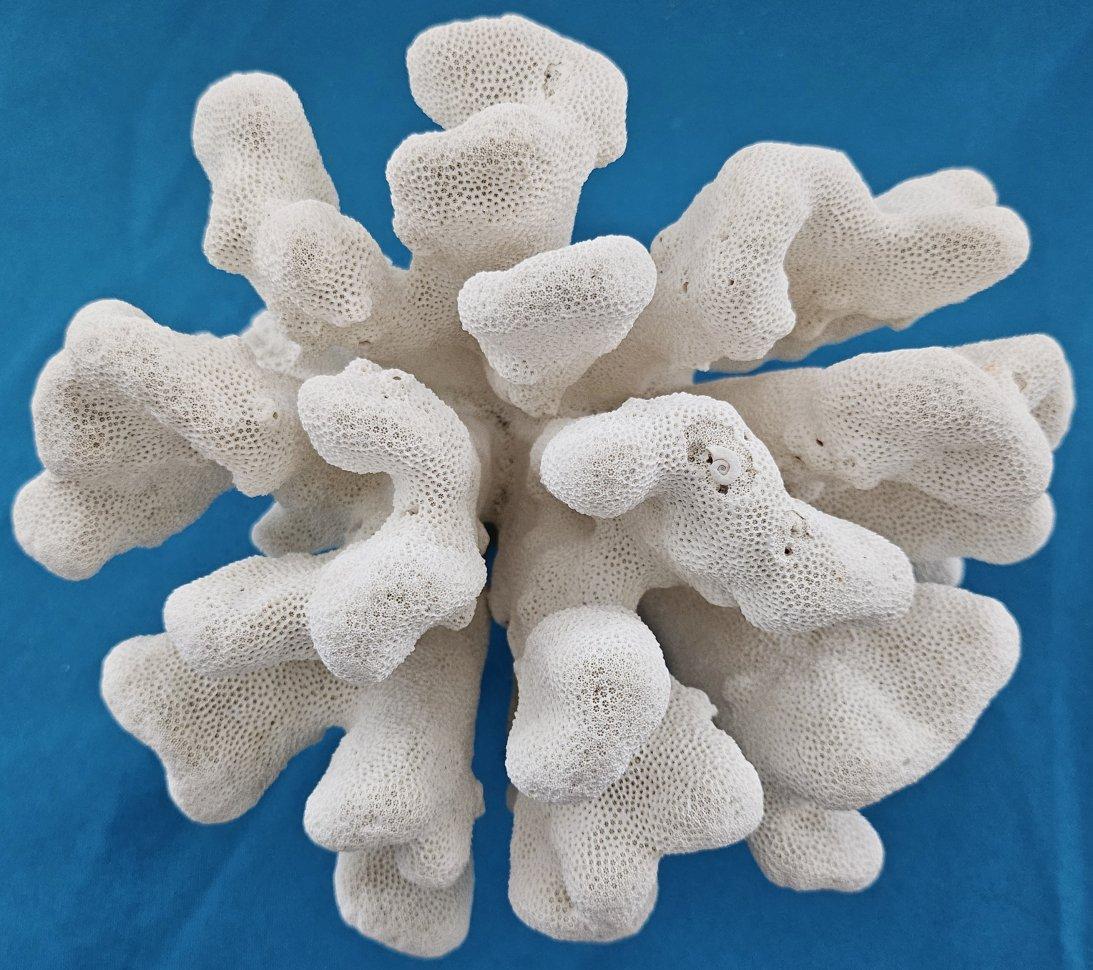 Grand corail patte de chat, Stylophora Spécimen naturel (expédié uniquement aux États-Unis) Décor de plage en vente 4