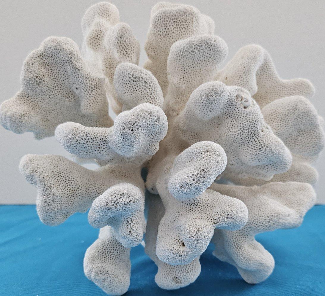 Grand corail patte de chat, Stylophora Spécimen naturel (expédié uniquement aux États-Unis) Décor de plage en vente 5