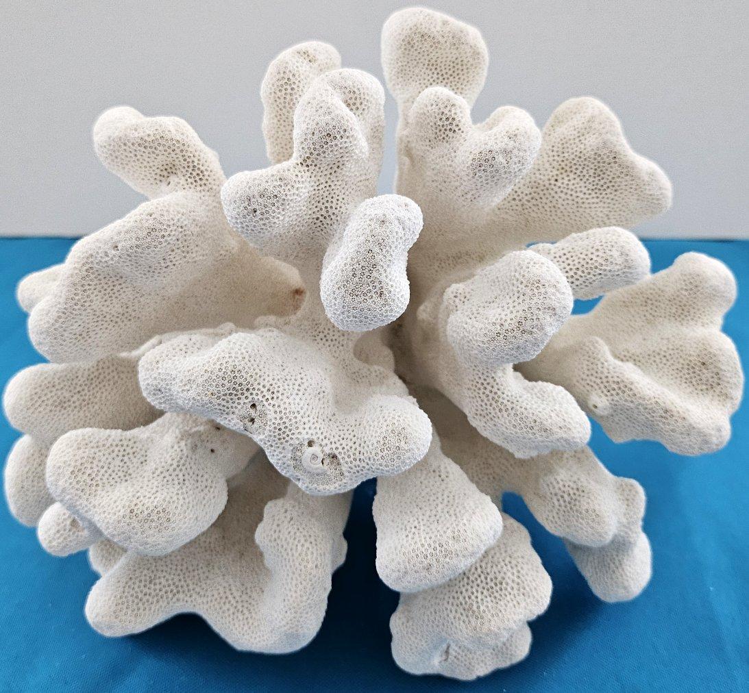 Grand corail patte de chat, Stylophora Spécimen naturel (expédié uniquement aux États-Unis) Décor de plage en vente 6