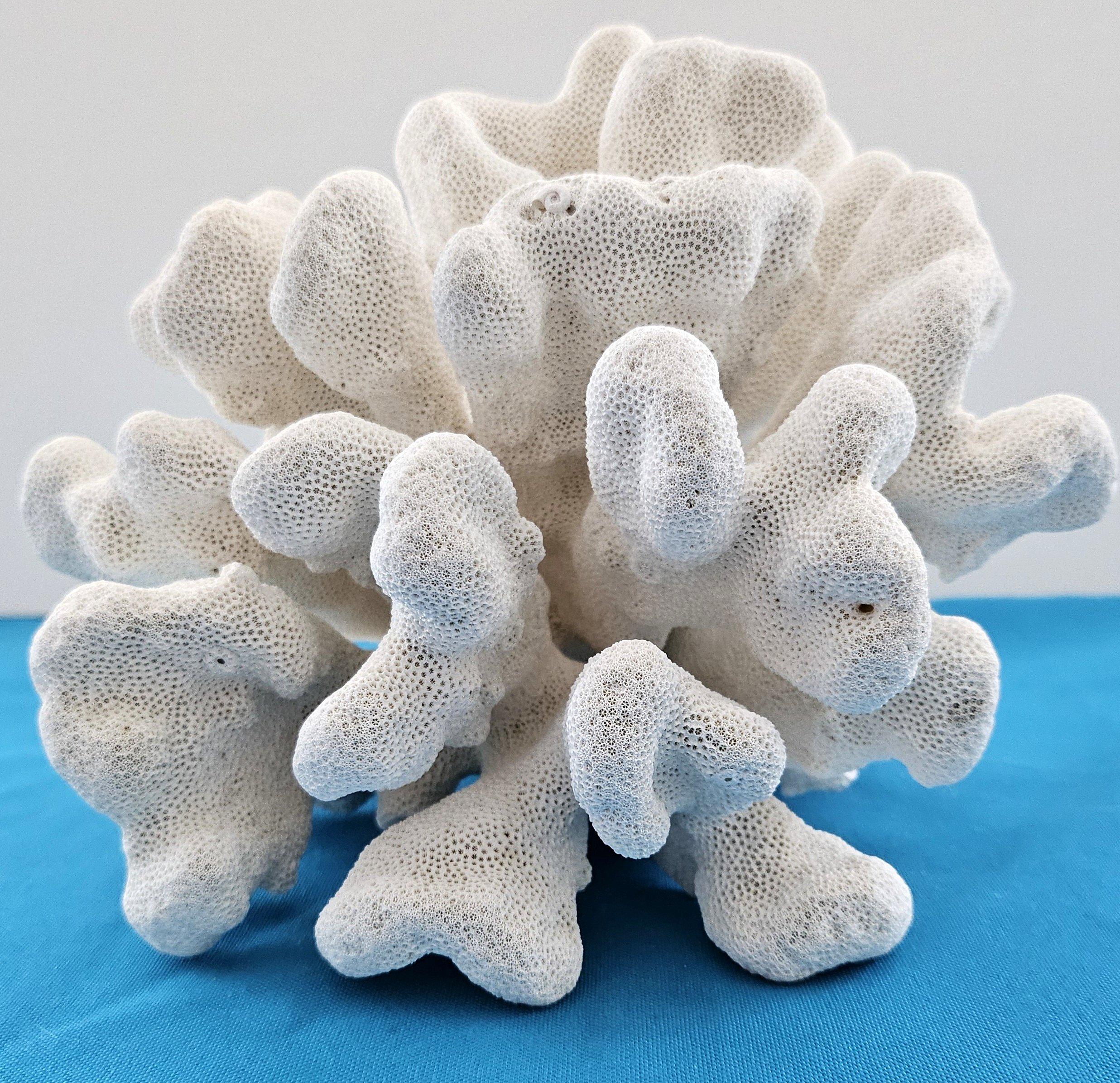 Grand corail patte de chat, Stylophora Spécimen naturel (expédié uniquement aux États-Unis) Décor de plage en vente 8
