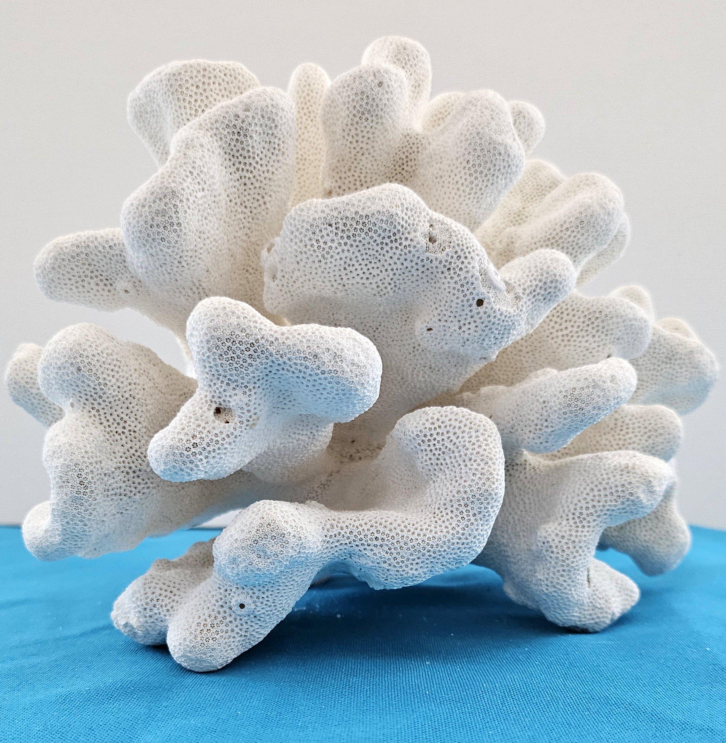 Grand corail patte de chat, Stylophora Spécimen naturel (expédié uniquement aux États-Unis) Décor de plage en vente 9