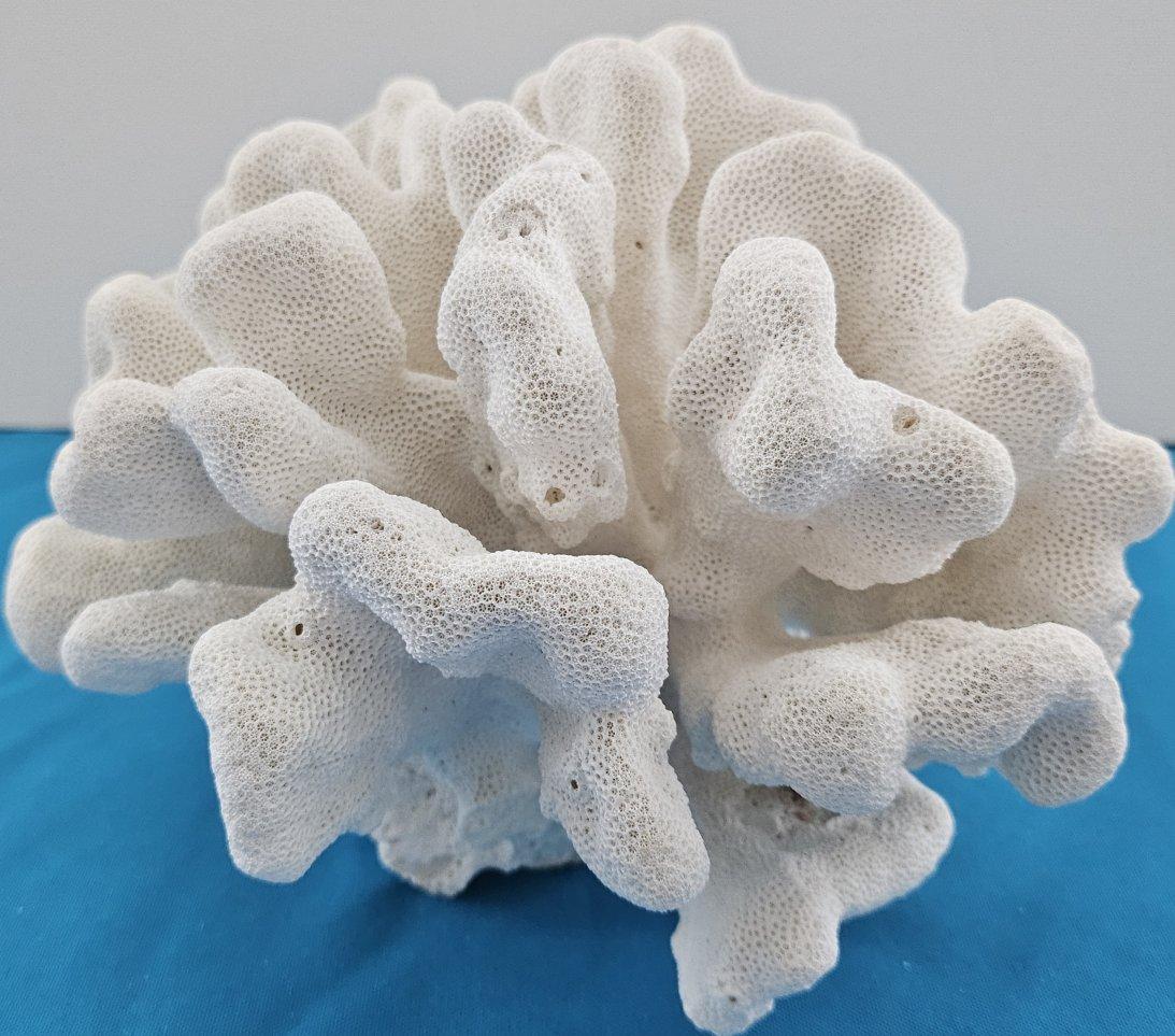 Grand corail patte de chat, Stylophora Spécimen naturel (expédié uniquement aux États-Unis) Décor de plage en vente 10