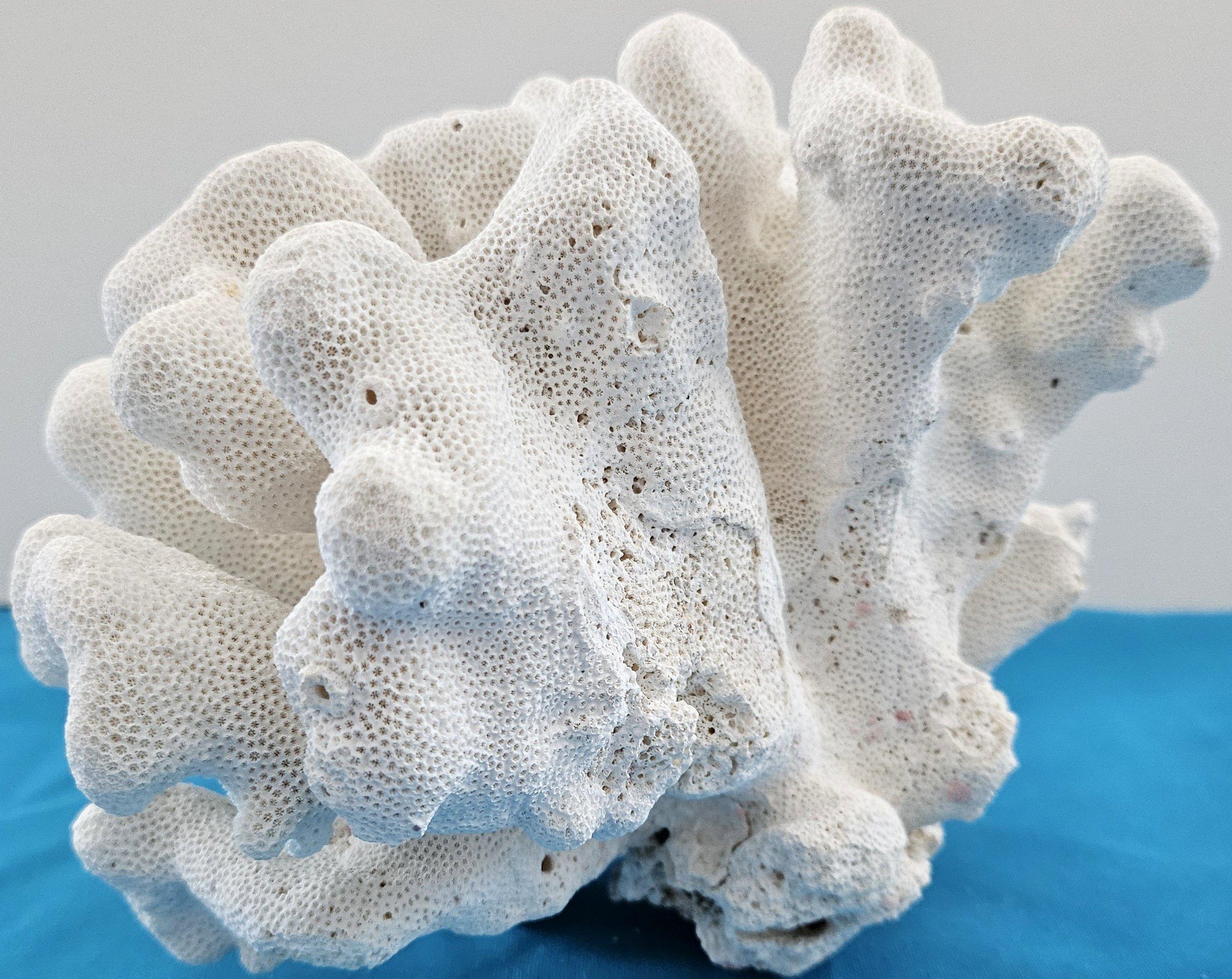 Grand corail patte de chat, Stylophora Spécimen naturel (expédié uniquement aux États-Unis) Décor de plage en vente 11