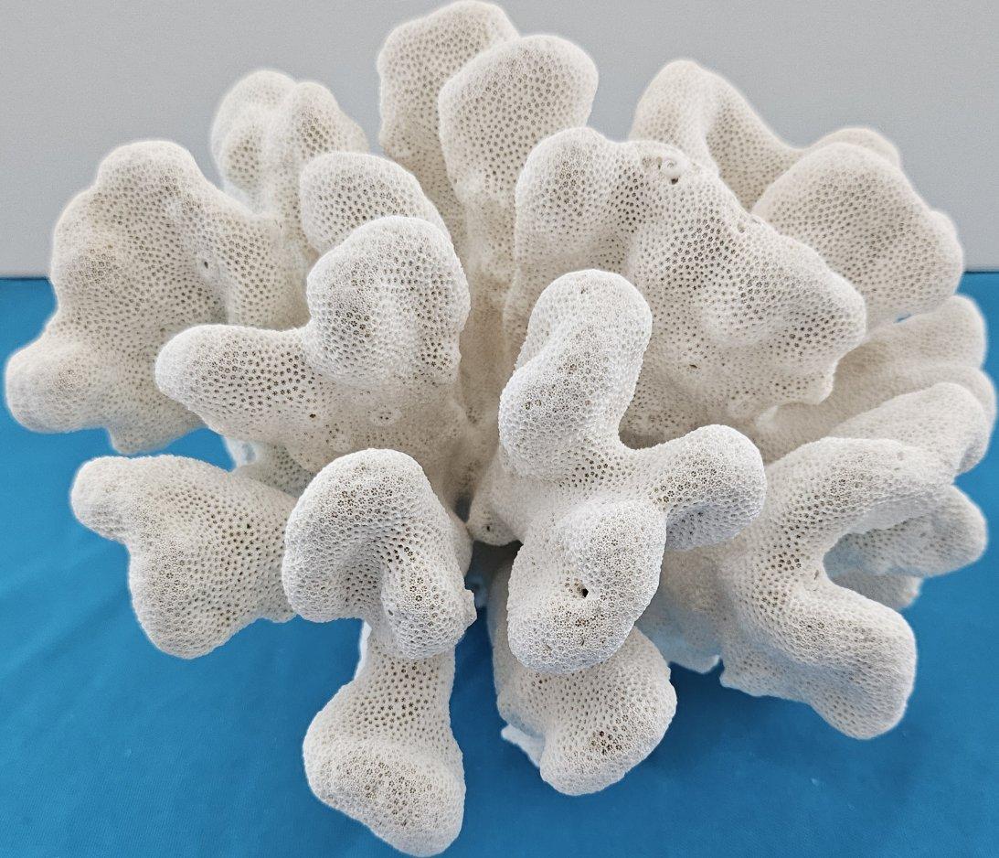 Grand corail patte de chat, Stylophora Spécimen naturel (expédié uniquement aux États-Unis) Décor de plage
Un spécimen substantiel et blanc de l'une de nos espèces de coraux préférées.  Remarquez qu'il y a ce qui semble être un minuscule fossile de