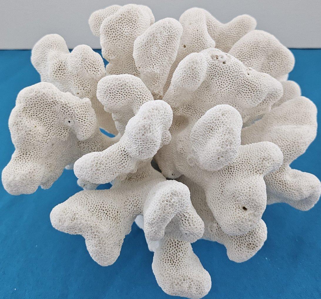 Organique Grand corail patte de chat, Stylophora Spécimen naturel (expédié uniquement aux États-Unis) Décor de plage en vente