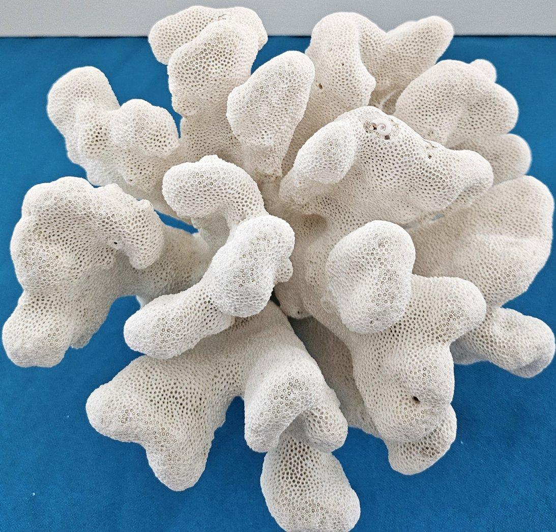 Inconnu Grand corail patte de chat, Stylophora Spécimen naturel (expédié uniquement aux États-Unis) Décor de plage en vente