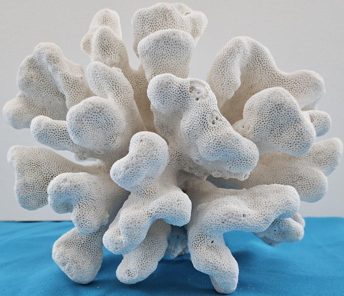 Autre Grand corail patte de chat, Stylophora Spécimen naturel (expédié uniquement aux États-Unis) Décor de plage en vente
