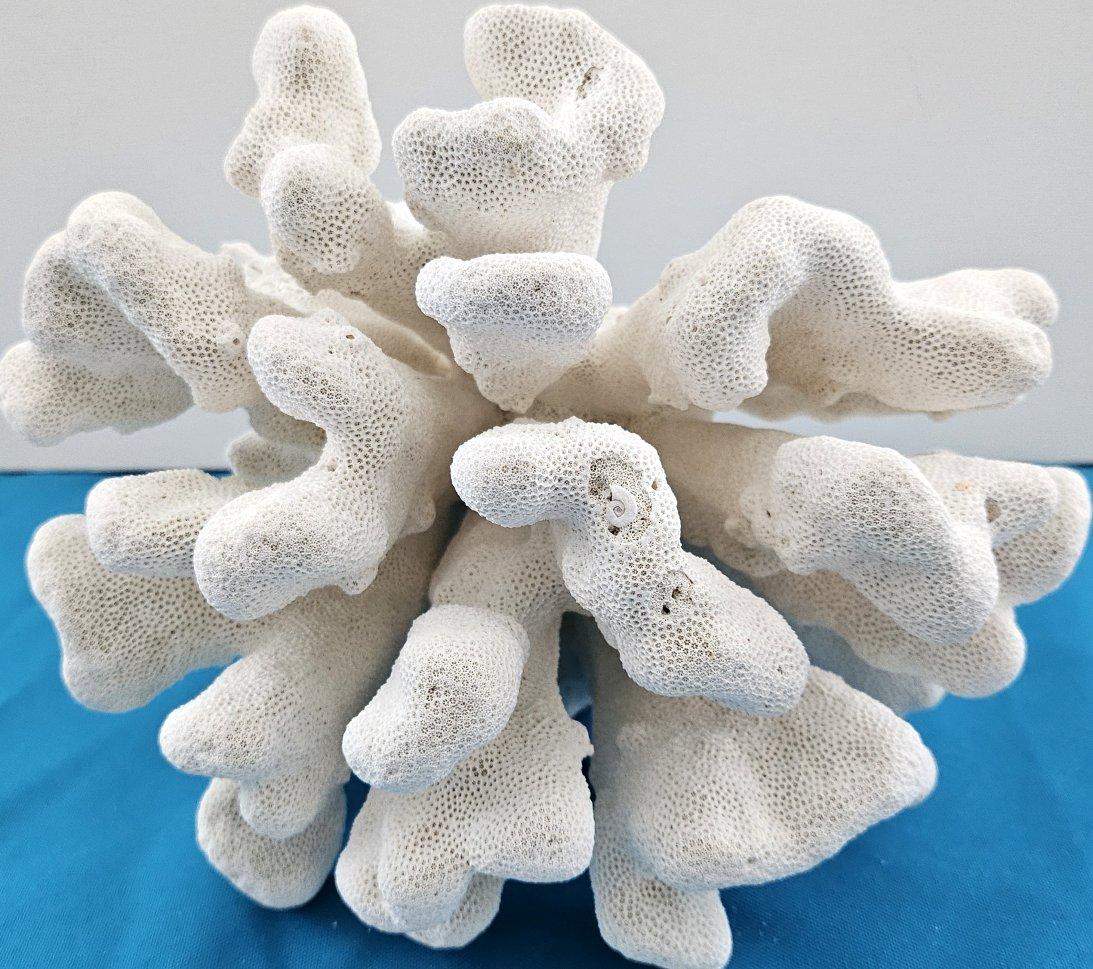 Grand corail patte de chat, Stylophora Spécimen naturel (expédié uniquement aux États-Unis) Décor de plage Bon état - En vente à Warrenton, OR