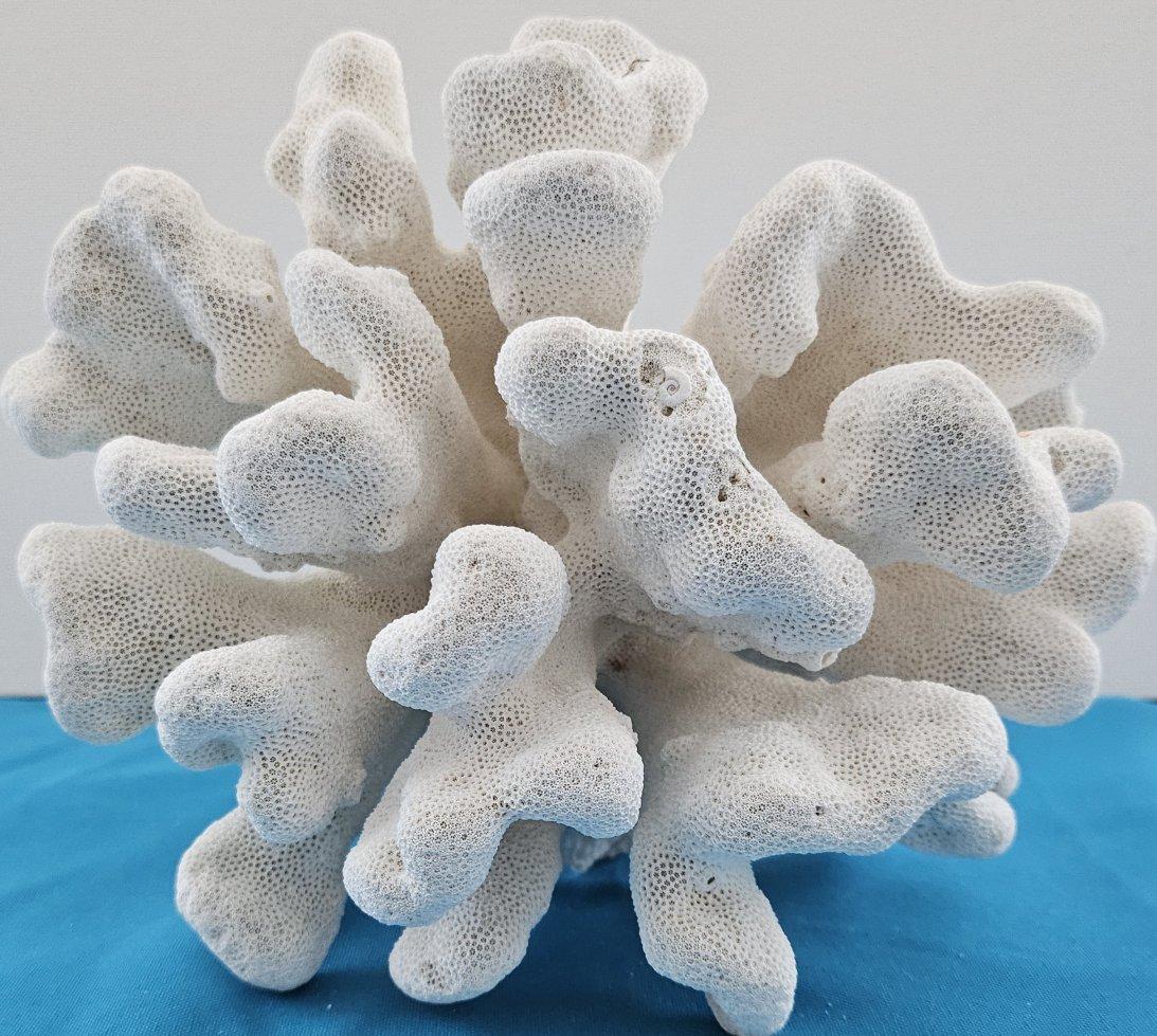 20ième siècle Grand corail patte de chat, Stylophora Spécimen naturel (expédié uniquement aux États-Unis) Décor de plage en vente