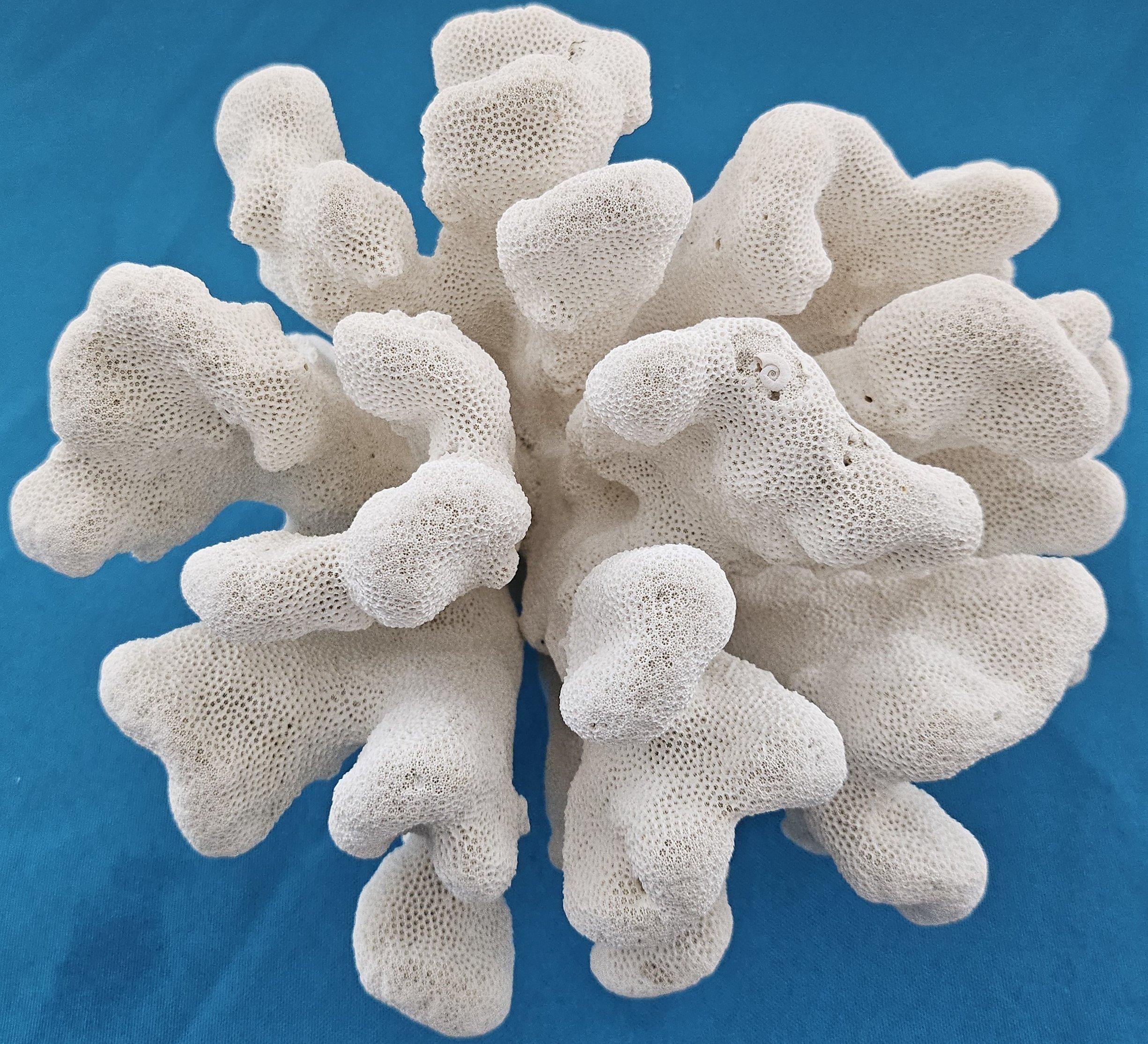 Corail Grand corail patte de chat, Stylophora Spécimen naturel (expédié uniquement aux États-Unis) Décor de plage en vente