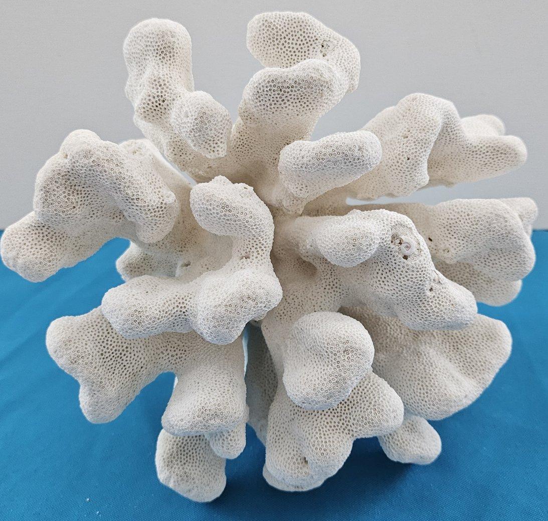 Grand corail patte de chat, Stylophora Spécimen naturel (expédié uniquement aux États-Unis) Décor de plage en vente 1