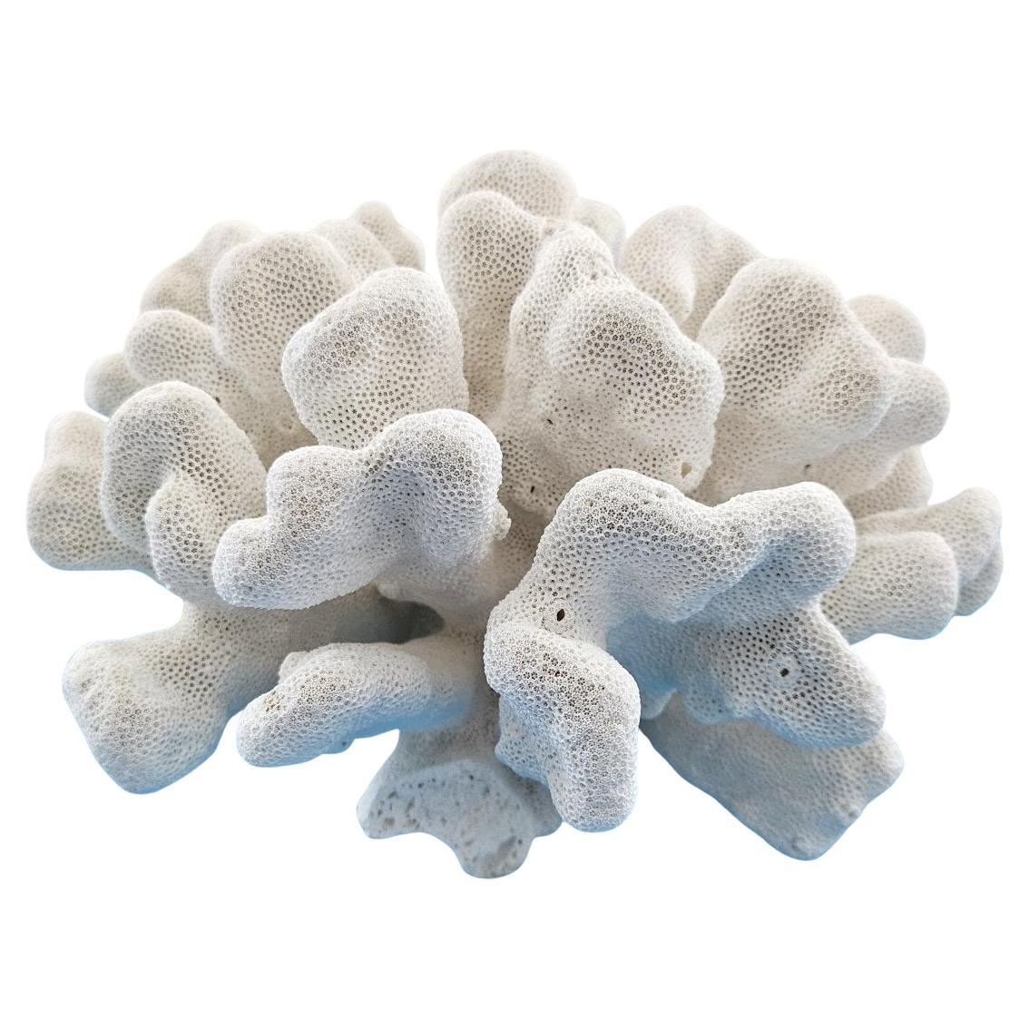 Grand corail patte de chat, Stylophora Spécimen naturel (expédié uniquement aux États-Unis) Décor de plage en vente