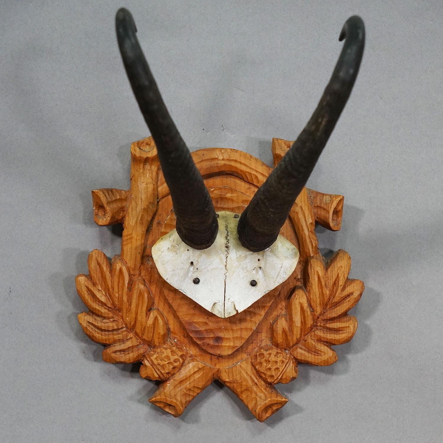 Grand trophée de chamois sur plaque sculptée, Autriche, années 1940

Un grand trophée de chamois (Rupicapra rupicapra) monté sur une plaque en bois sculpté. Le trophée a été tourné dans les années 1940 dans les Préalpes autrichiennes. Bon état.

Les