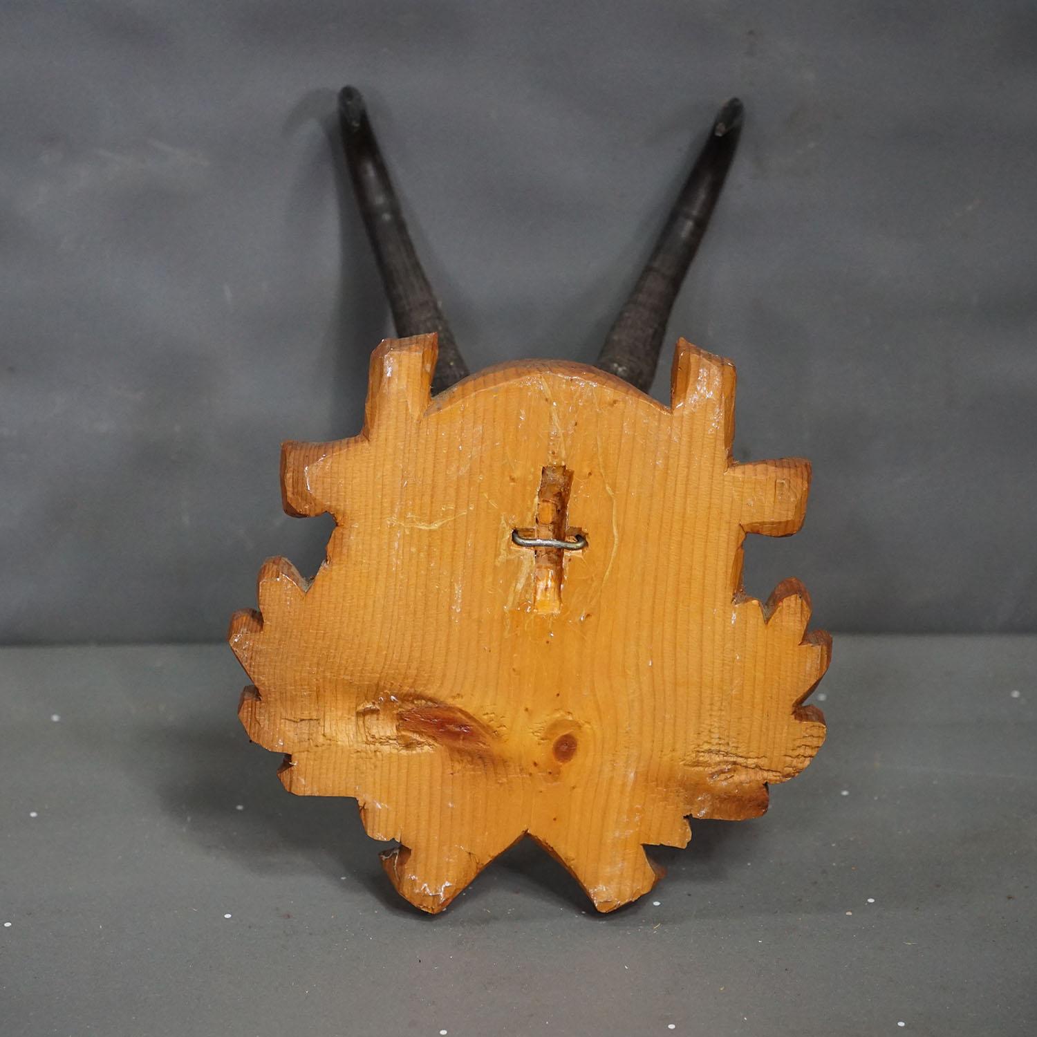 Milieu du XXe siècle Grand trophée de chamois sur plaque sculptée, Autriche, années 1940 en vente