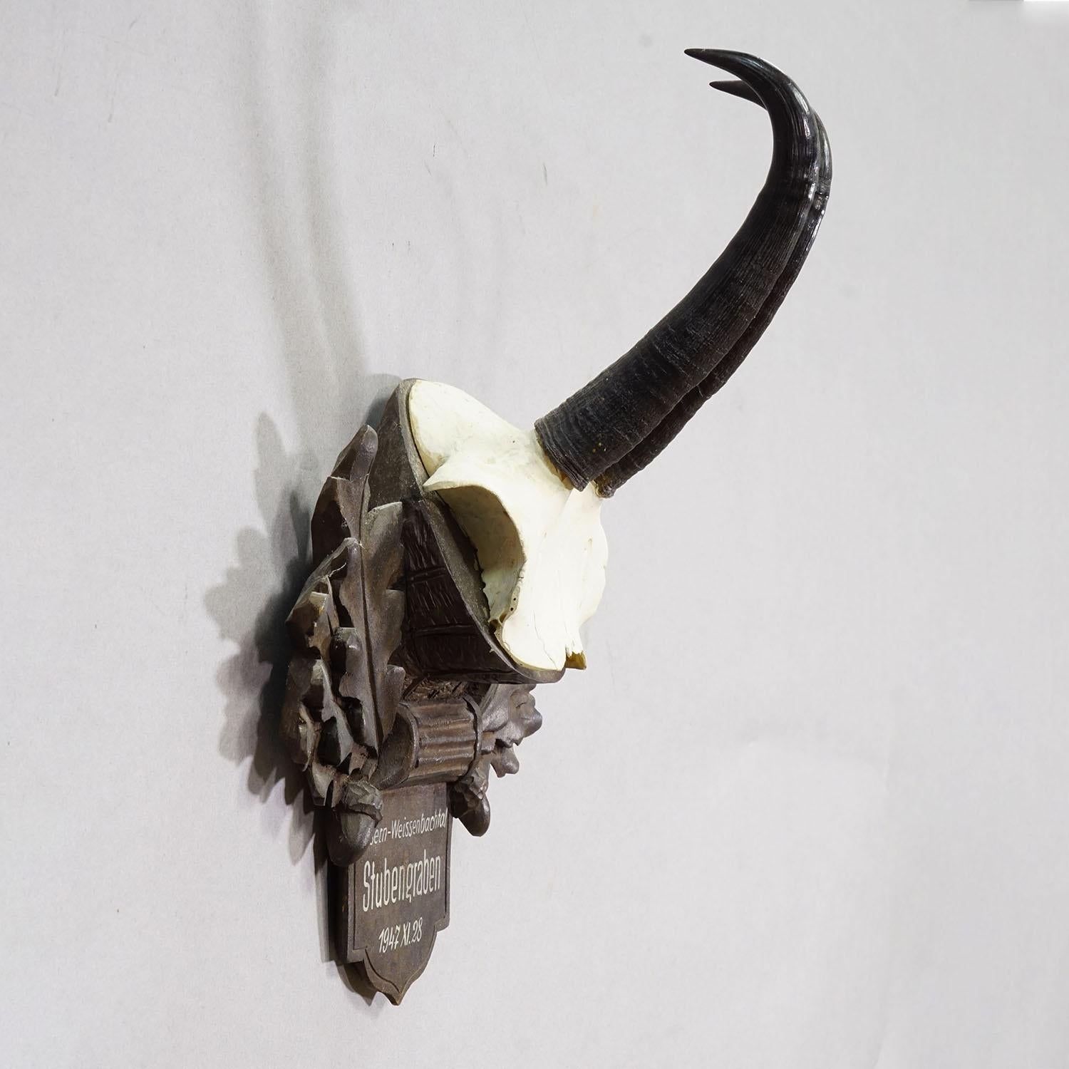 Große Chamois-Trophäe auf geschnitzter Plakette, Österreich 1947 (Schwarzwald) im Angebot