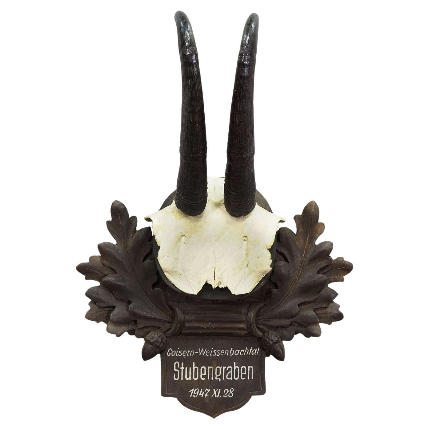 Grand trophée Chamois sur plaque sculptée, Autriche 1947