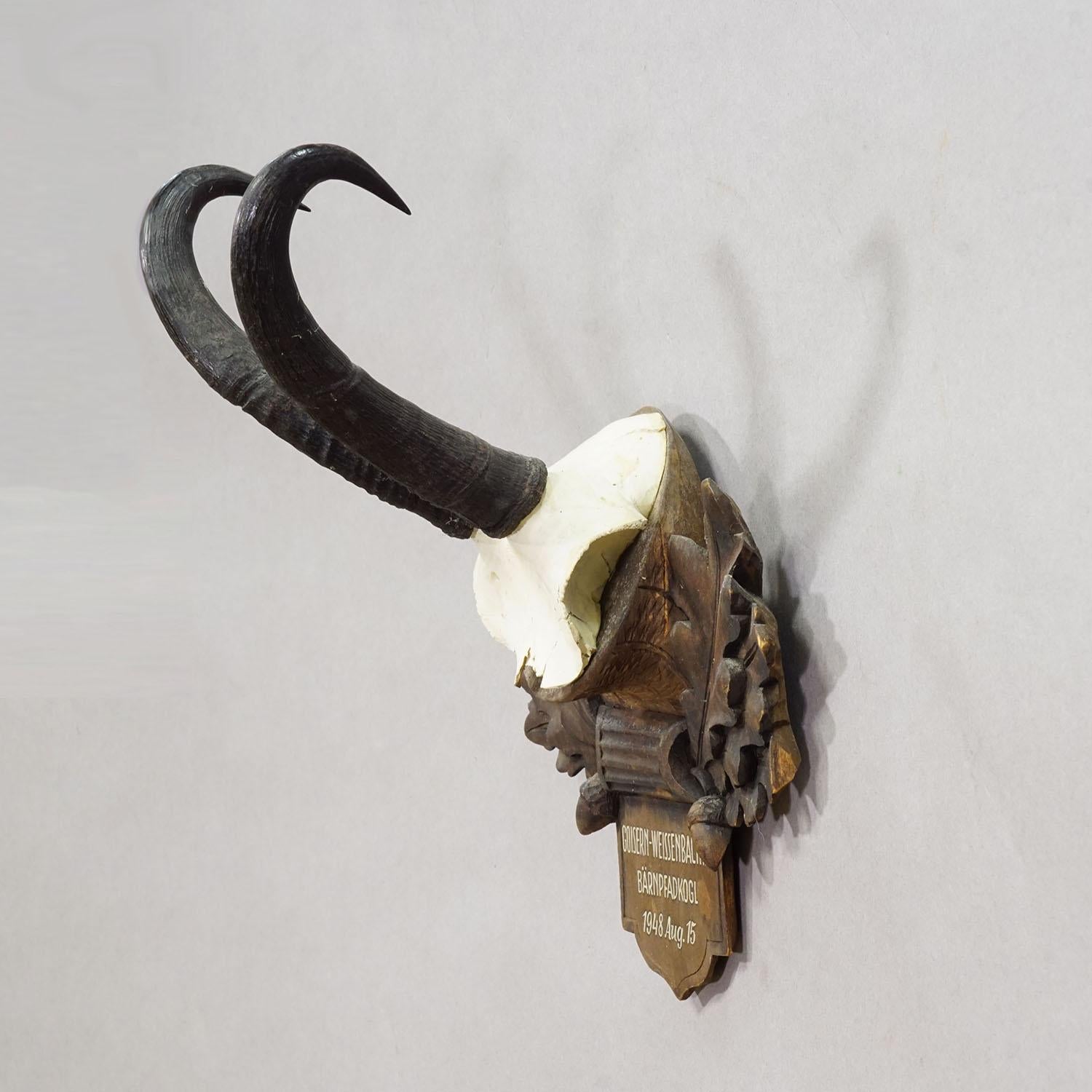 Große Chamois-Trophäe auf geschnitzter Plakette, Österreich 1948

Eine antike Trophäe einer Gämse (Rupicapra rupicapra), montiert auf einer geschnitzten Holztafel mit Eicheln, Eichenblättern und einer handschriftlichen Inschrift. Die Trophäe wurde