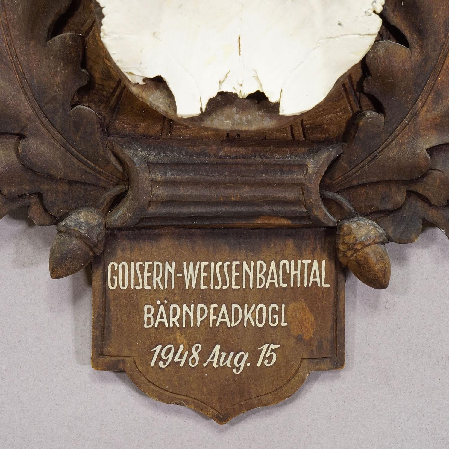 Große Chamois-Trophäe auf geschnitzter Plakette, Österreich 1948 (Österreichisch) im Angebot