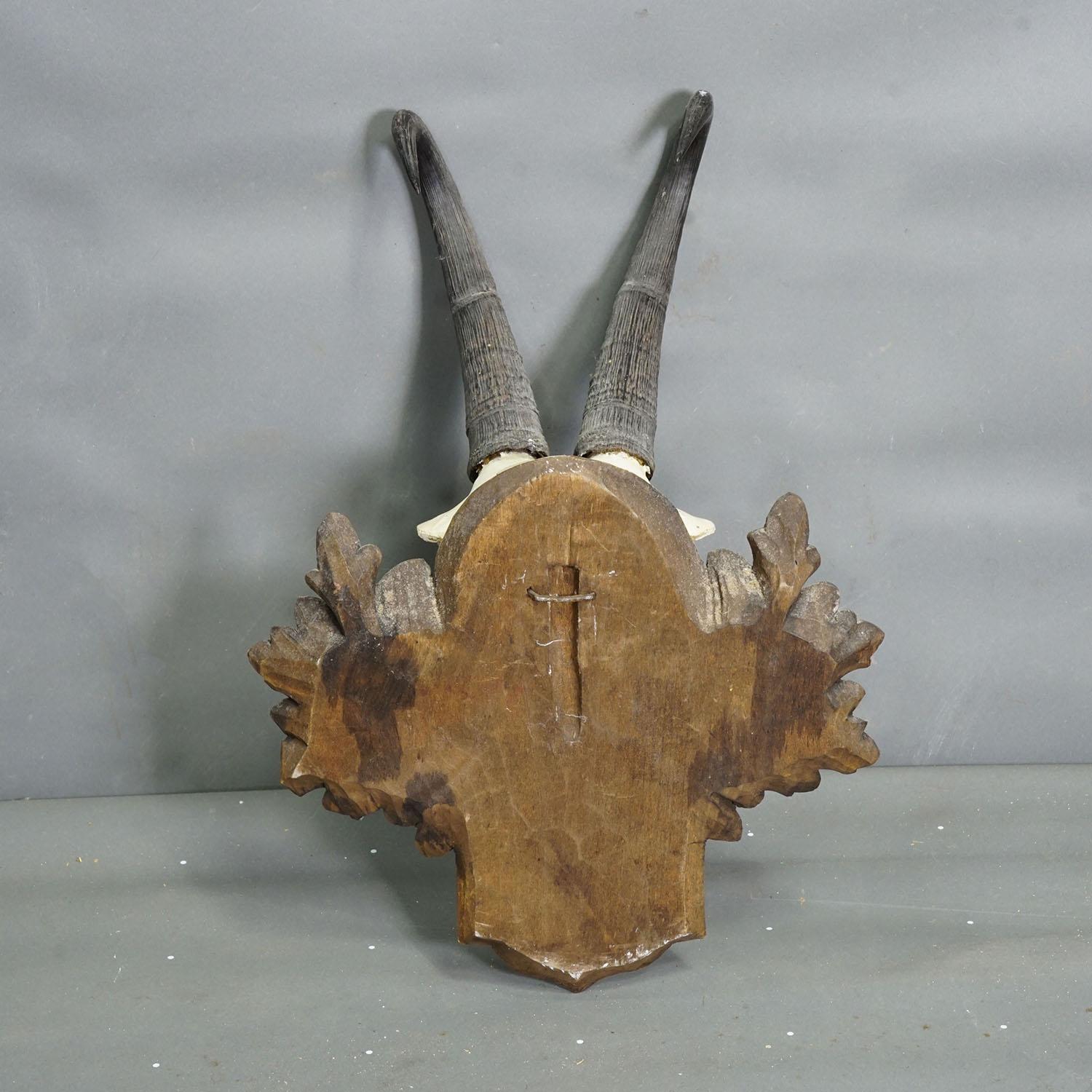 Große Chamois-Trophäe auf geschnitzter Plakette, Österreich 1948 (Mitte des 20. Jahrhunderts) im Angebot