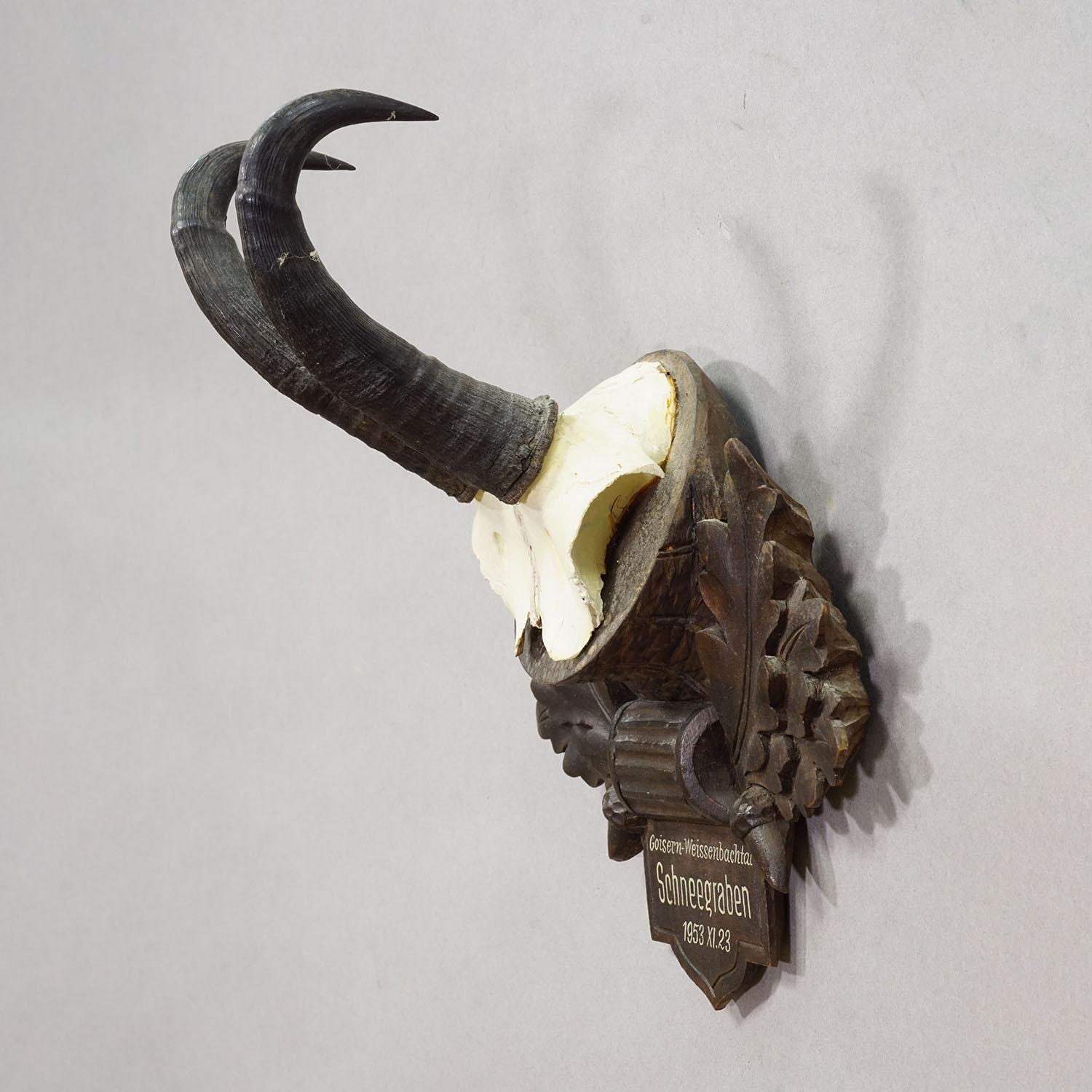 Große Chamois-Trophäe auf geschnitzter Plakette, Österreich 1953

Eine alte Trophäe der Gämse (Rupicapra rupicapra) auf einer geschnitzten Holztafel mit Eicheln, Eichenblättern und einer handschriftlichen Inschrift. Die Trophäe wurde 1953 im