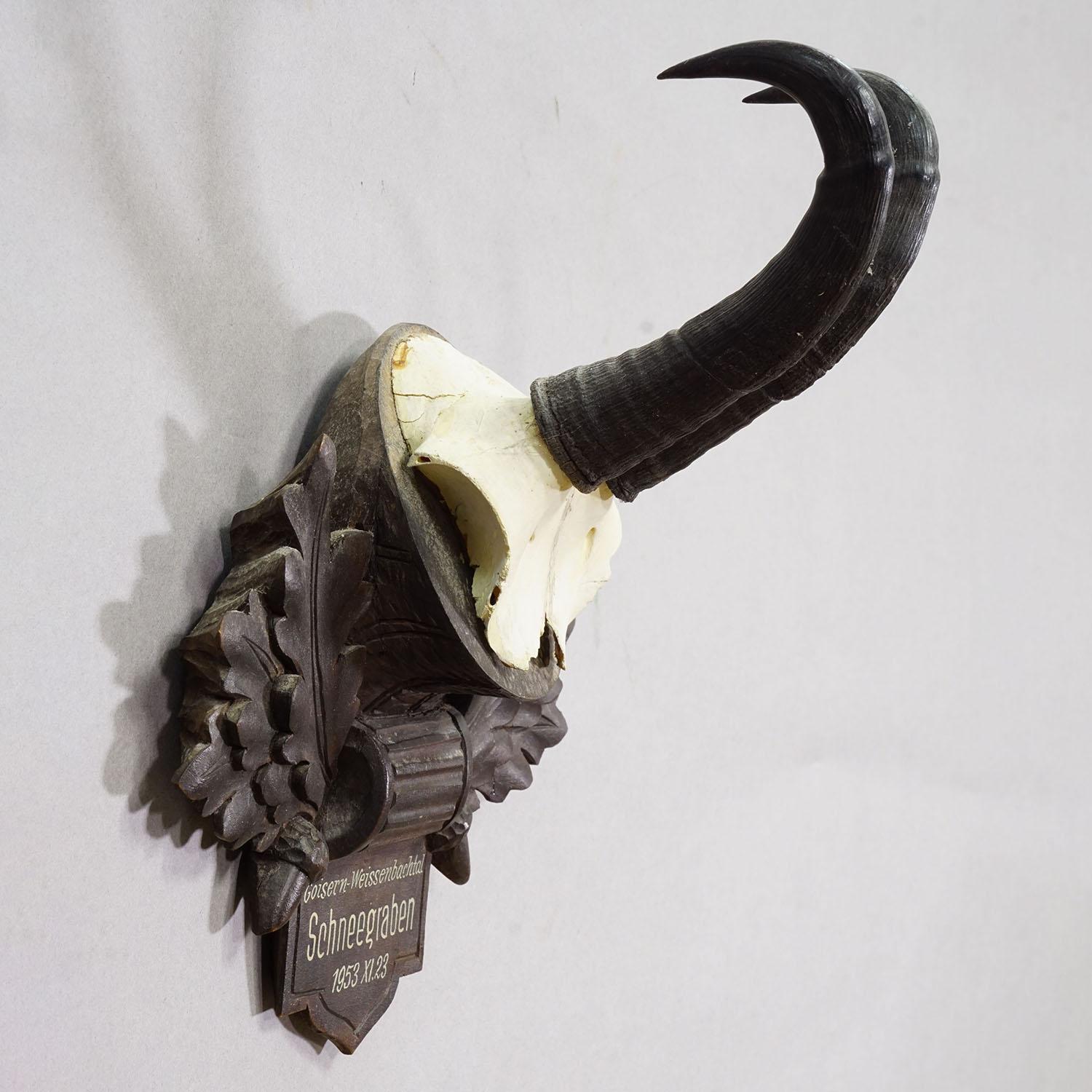 Große Chamois-Trophäe auf geschnitzter Plakette, Österreich 1953 (Schwarzwald) im Angebot