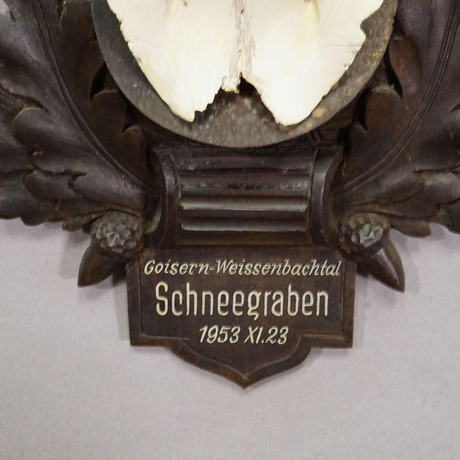 Große Chamois-Trophäe auf geschnitzter Plakette, Österreich 1953 (Österreichisch) im Angebot