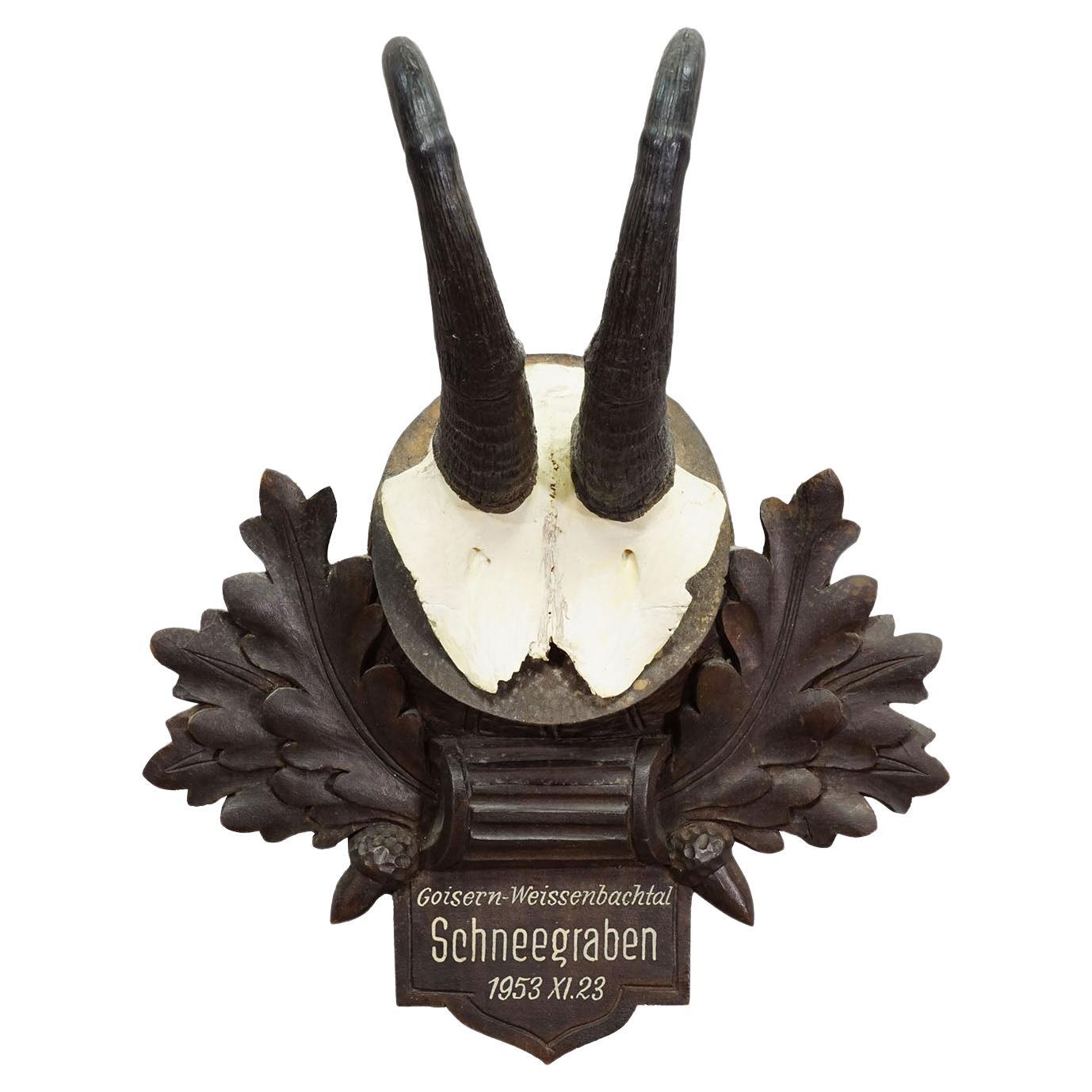 Grand trophée Chamois sur plaque sculptée, Autriche 1953