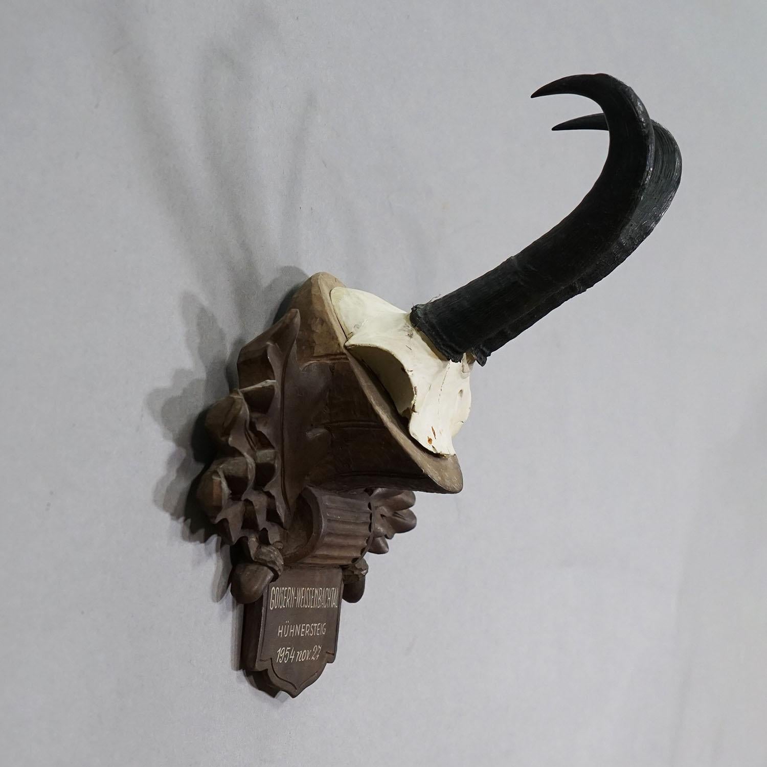 Große Chamois-Trophäe auf geschnitzter Plakette, Österreich 1954

Eine alte Trophäe der Gämse (Rupicapra rupicapra) auf einer geschnitzten Holztafel mit Eicheln, Eichenblättern und einer handschriftlichen Inschrift. Die Trophäe wurde 1954 im