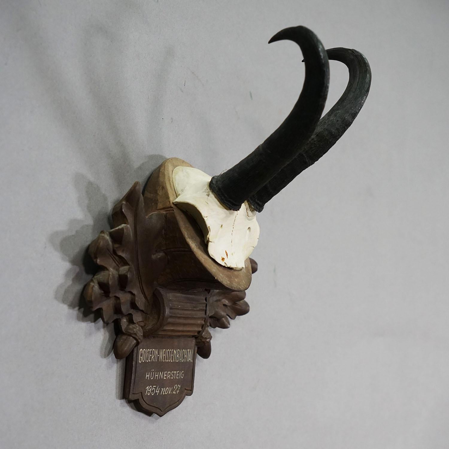Große Chamois-Trophäe auf geschnitzter Plakette, Österreich 1954 (Schwarzwald) im Angebot