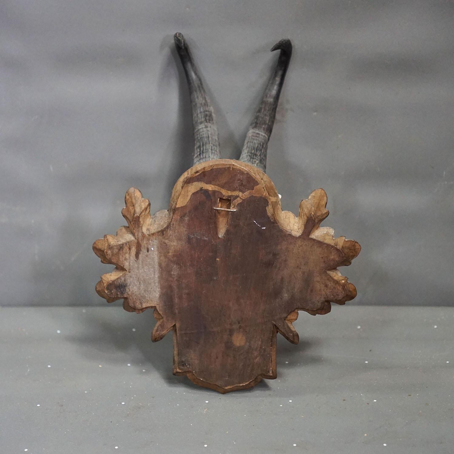 Große Chamois-Trophäe auf geschnitzter Plakette, Österreich 1954 (Mitte des 20. Jahrhunderts) im Angebot