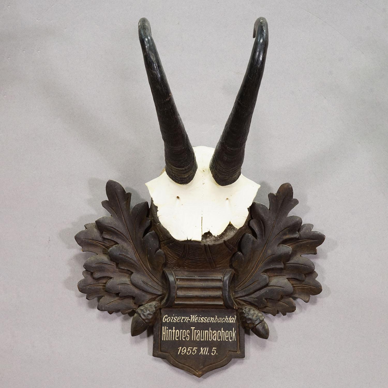 Grand trophée Chamois sur plaque sculptée, Autriche 1955

Un trophée de chamois (Rupicapra rupicapra) vintage monté sur une plaque en bois sculpté qui présente des glands, des feuilles de chêne et une inscription manuscrite. Le trophée a été tourné