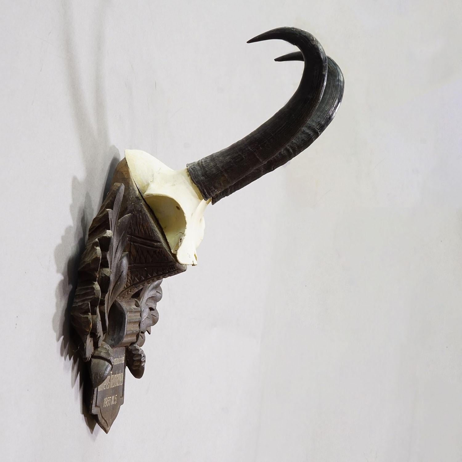 Forêt-Noire Grand trophée Chamois sur plaque sculptée, Autriche 1955 en vente