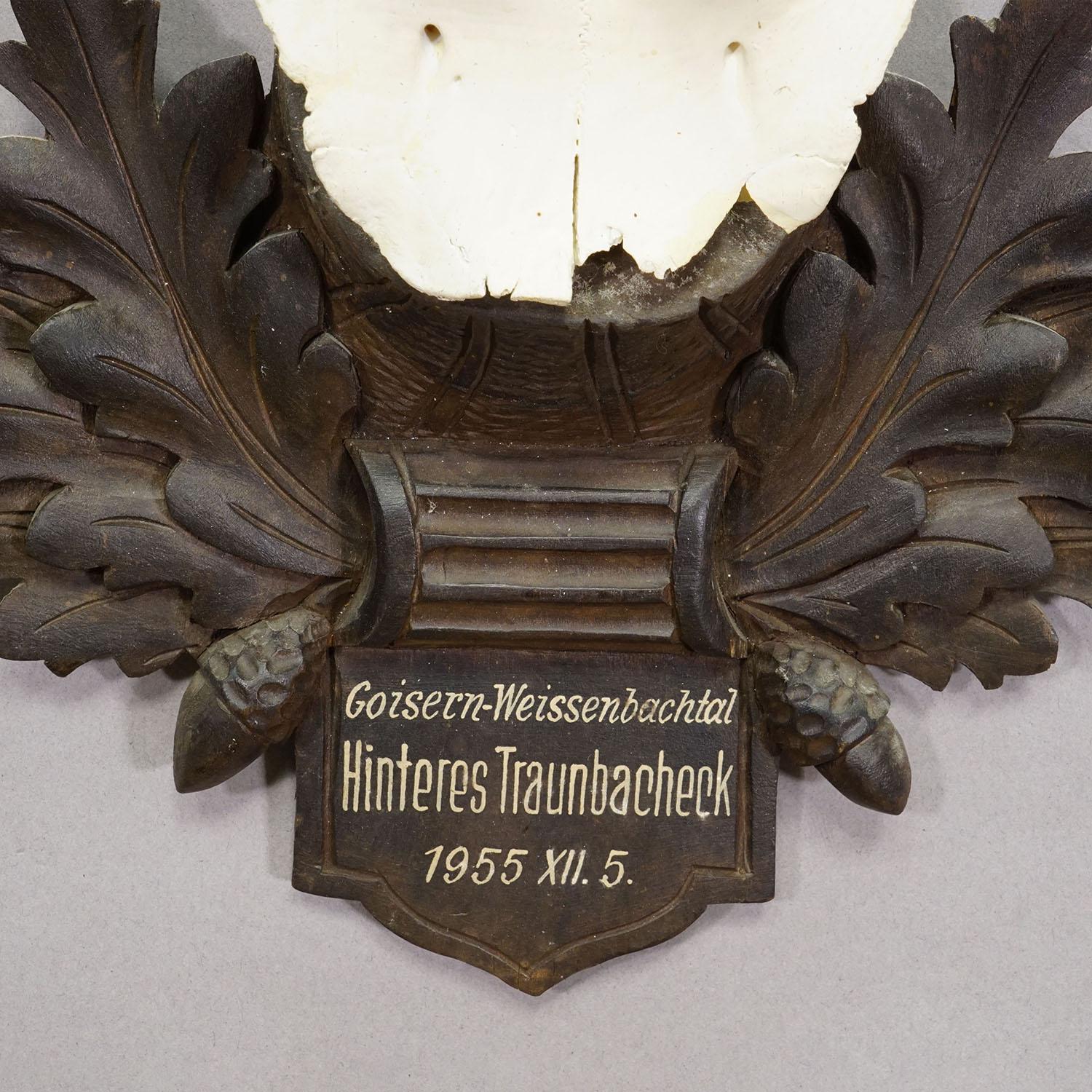 Allemand Grand trophée Chamois sur plaque sculptée, Autriche 1955 en vente