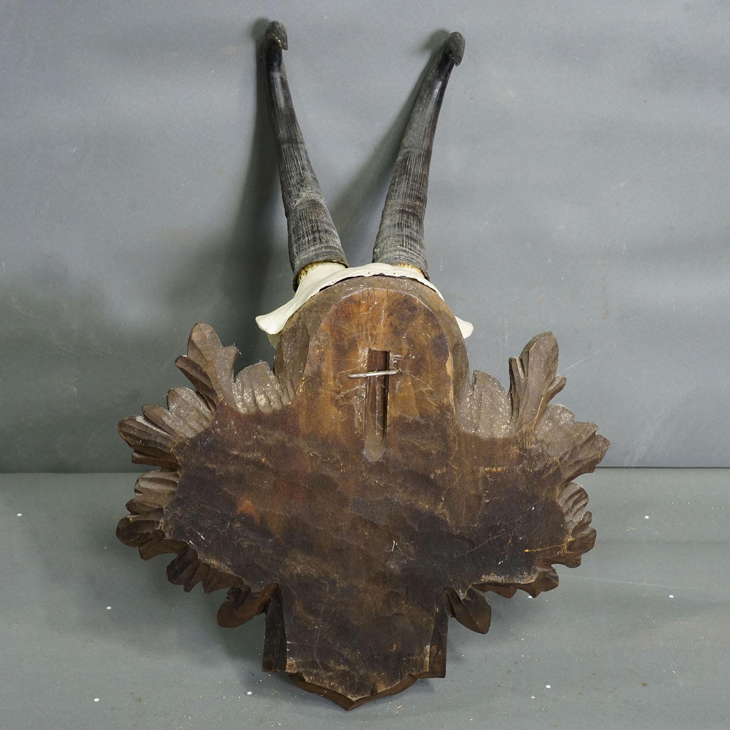 Bois cerf Grand trophée Chamois sur plaque sculptée, Autriche 1955 en vente
