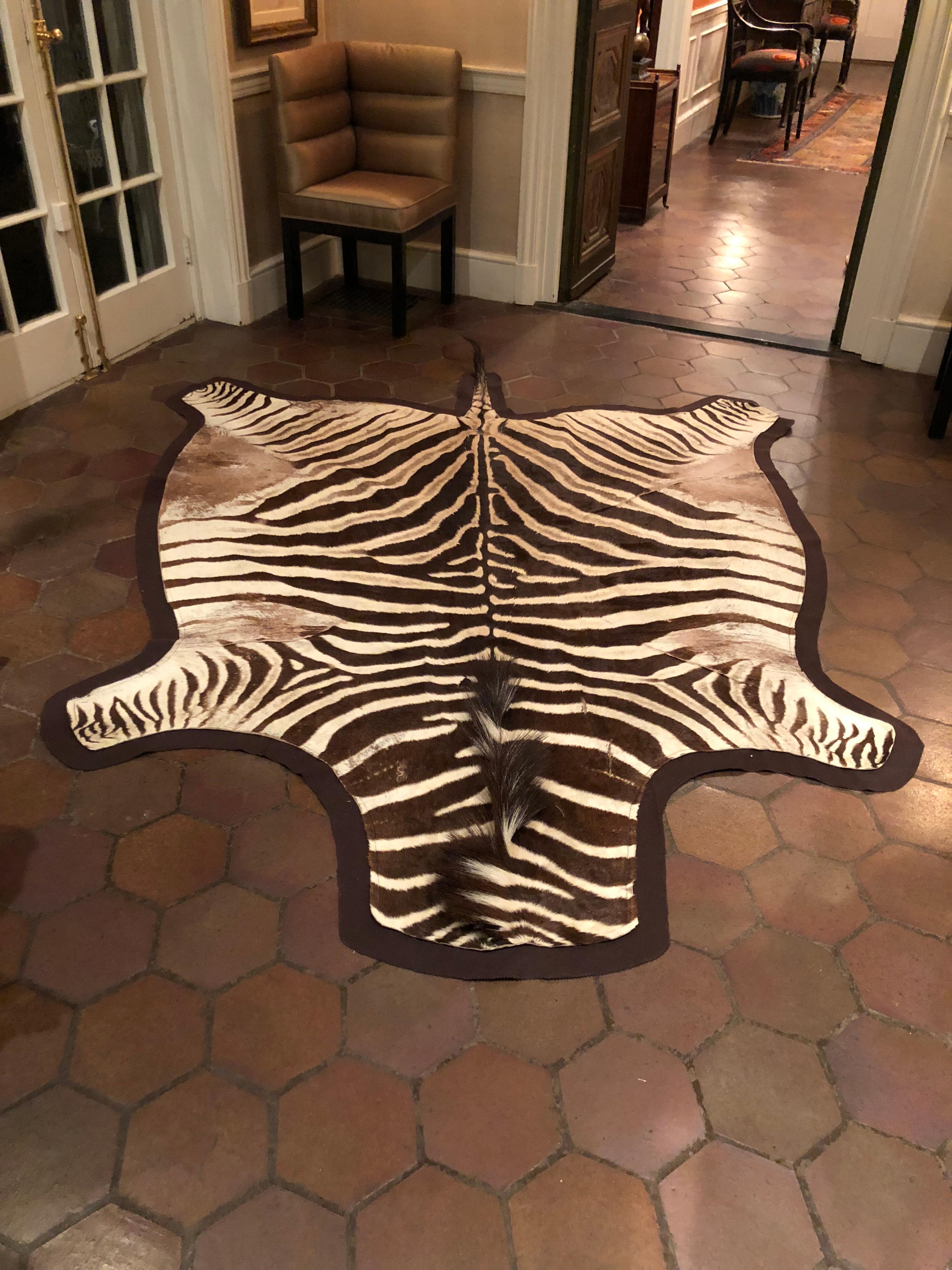Striking antique burchell zebra hide from Africa. Newly backed with chocolate brown felt. Measures: 8 ft long x 5 ft 9 wide.