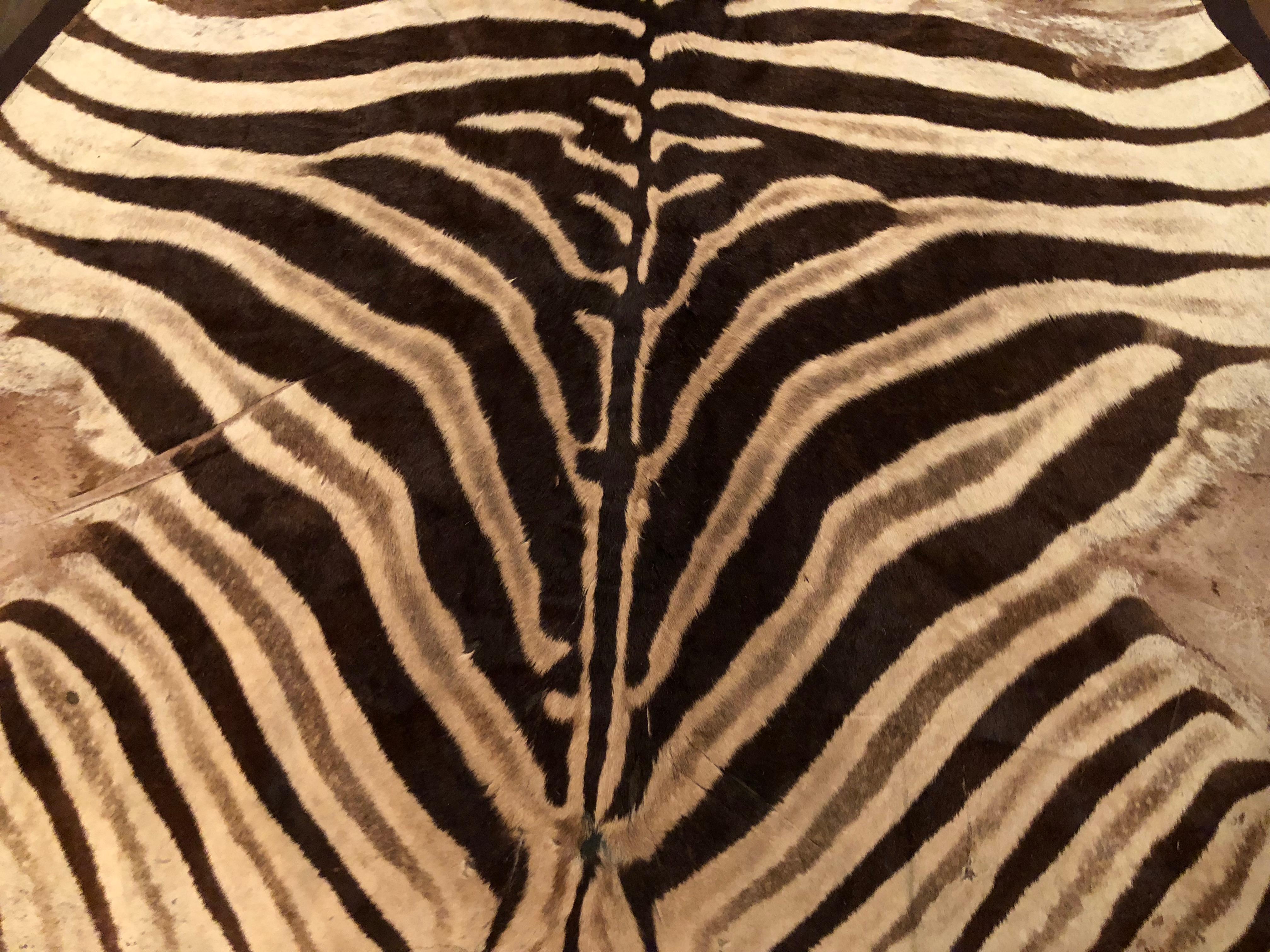Large and Chic Authentic African Burchell Zebra Hide Rug 3