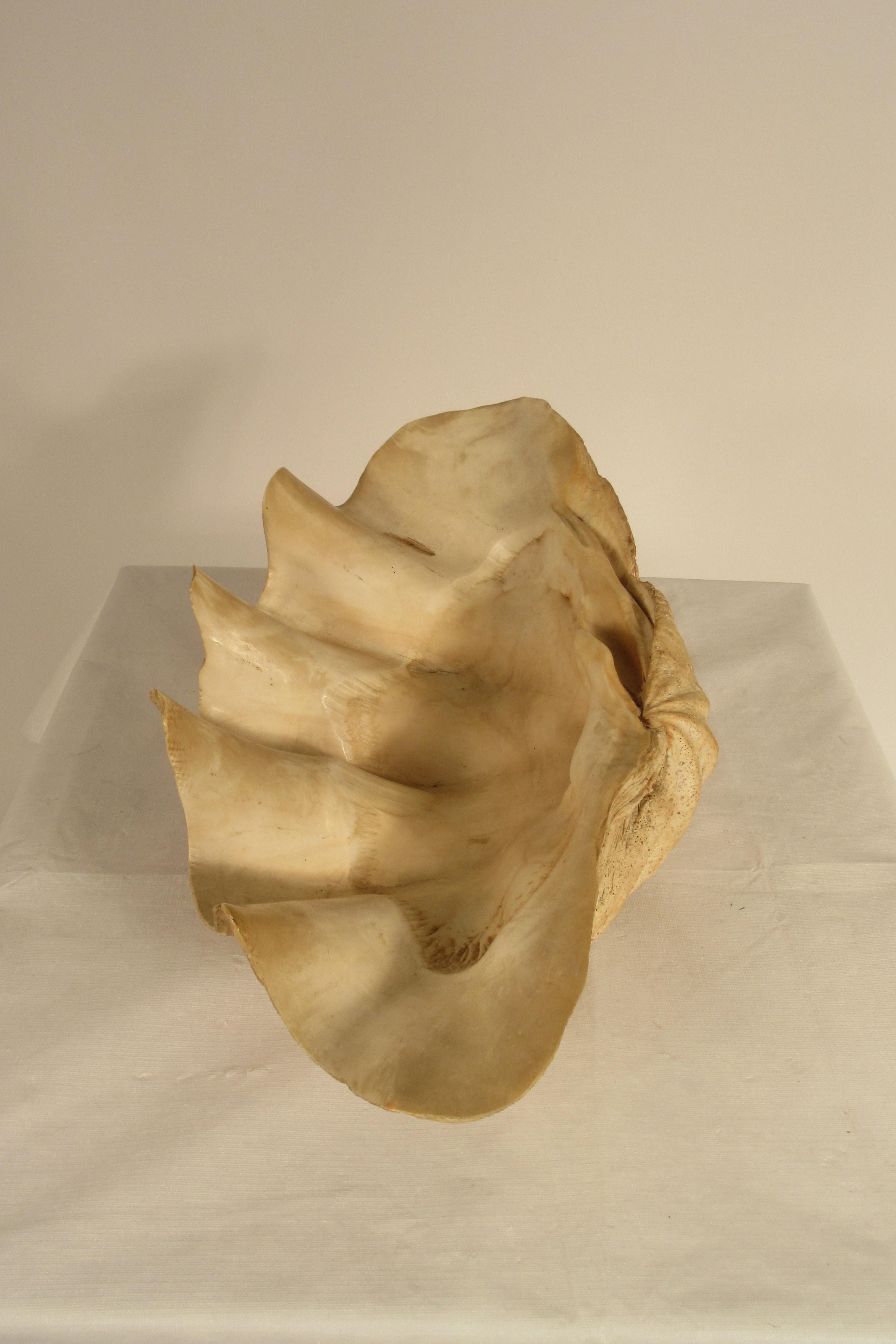 Large Clam Shell 6